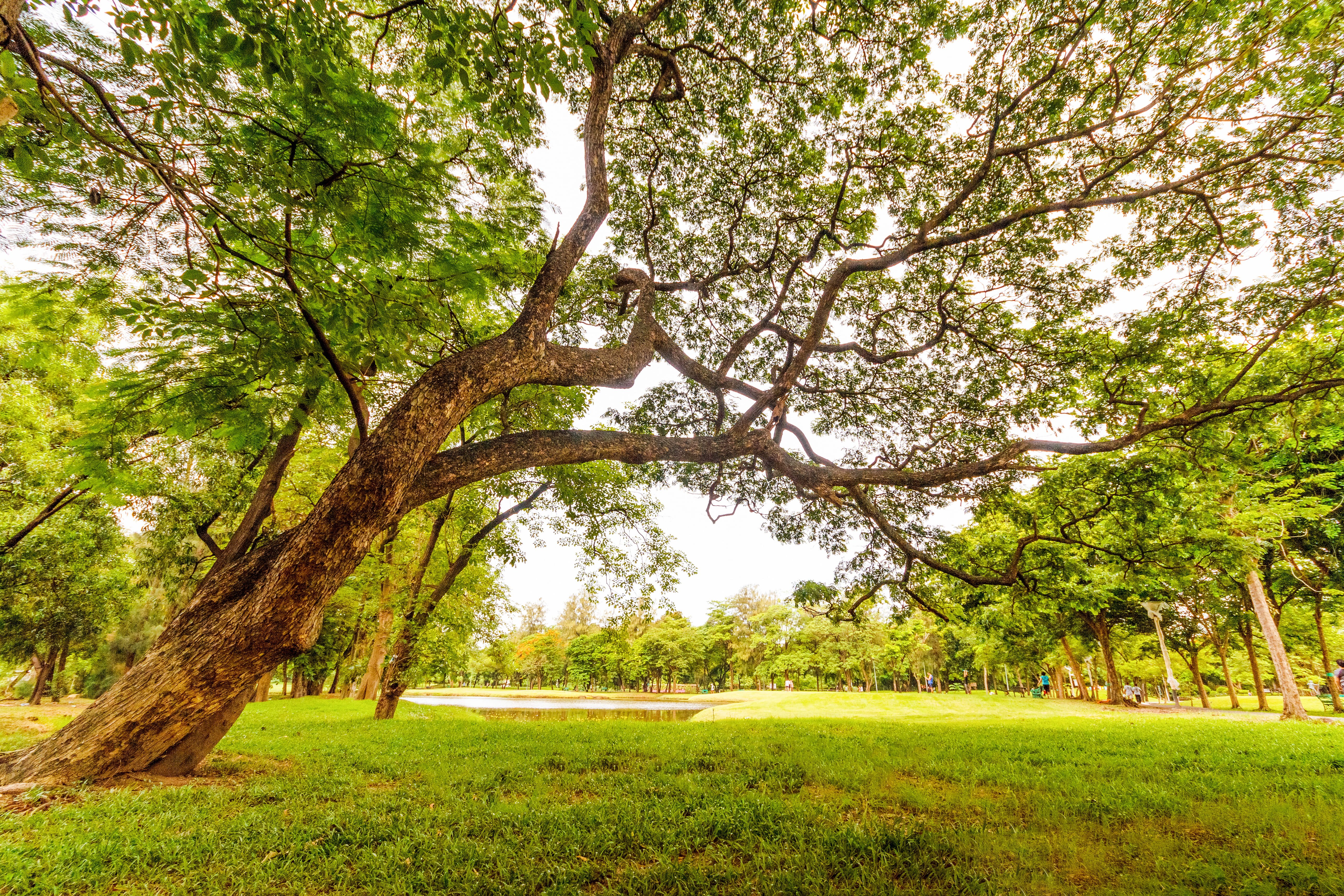 season, summer, rural, land, green, scenic, worm, nature, day, scenics - nature, dawn, sun, branch, tranquil scene, beauty in nature, green color, grass, HD Wallpaper