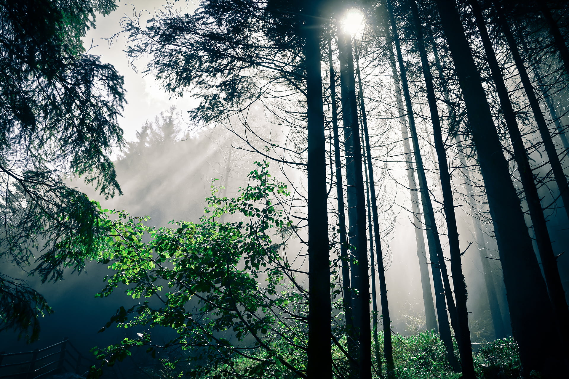 sky, tranquility, scenics - nature, sun, sunlight, s, day, worm, woodland, outdoors, no people, land, the sun, nature, growth, 1080P, trees, sunbeam, low angle view, HD Wallpaper