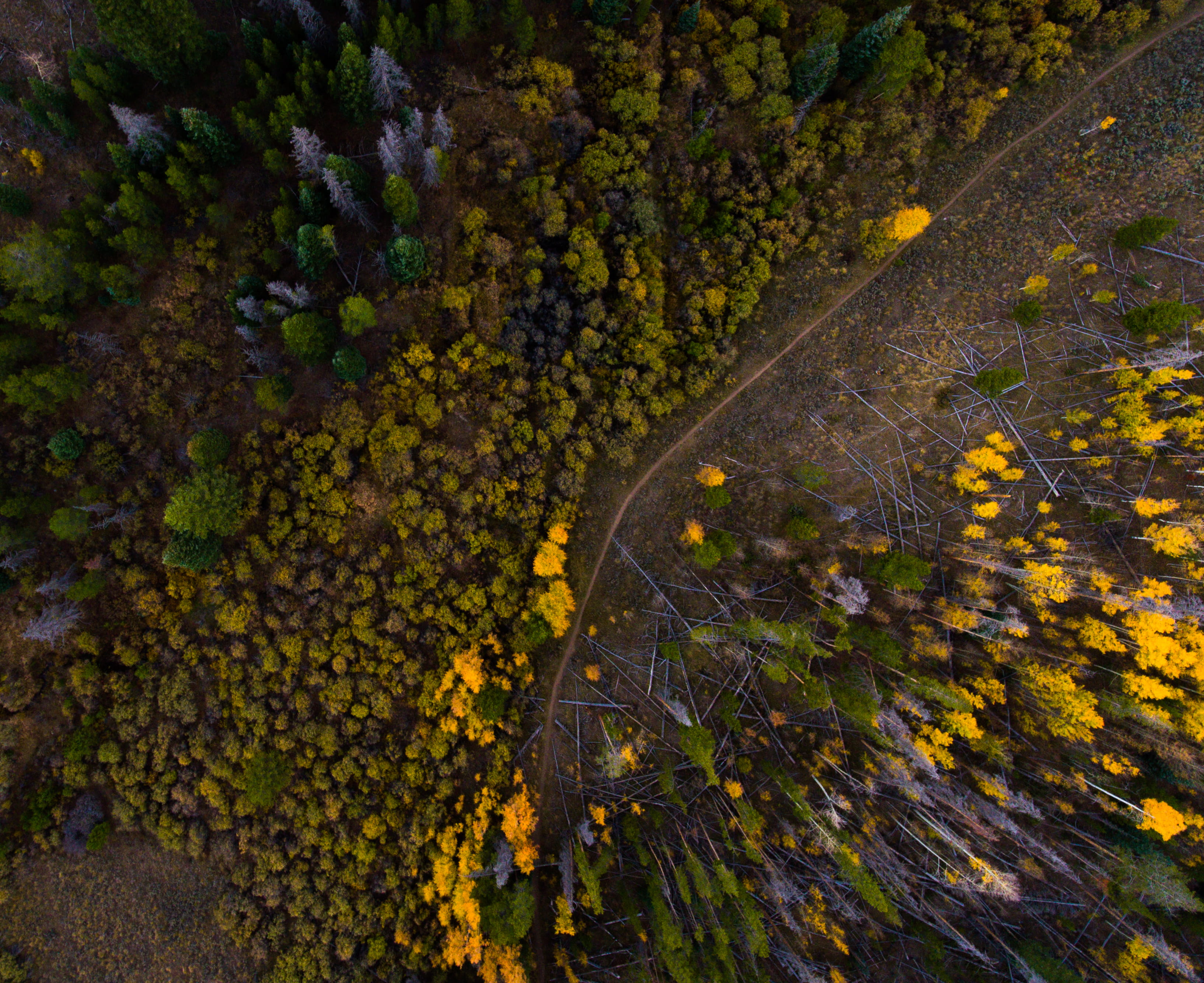 flowering plant, scenics - nature, aerial photography, photography, s, autumn, forest, rural scene, trail, color Image, aerial, leaf, environment, nature, HD Wallpaper