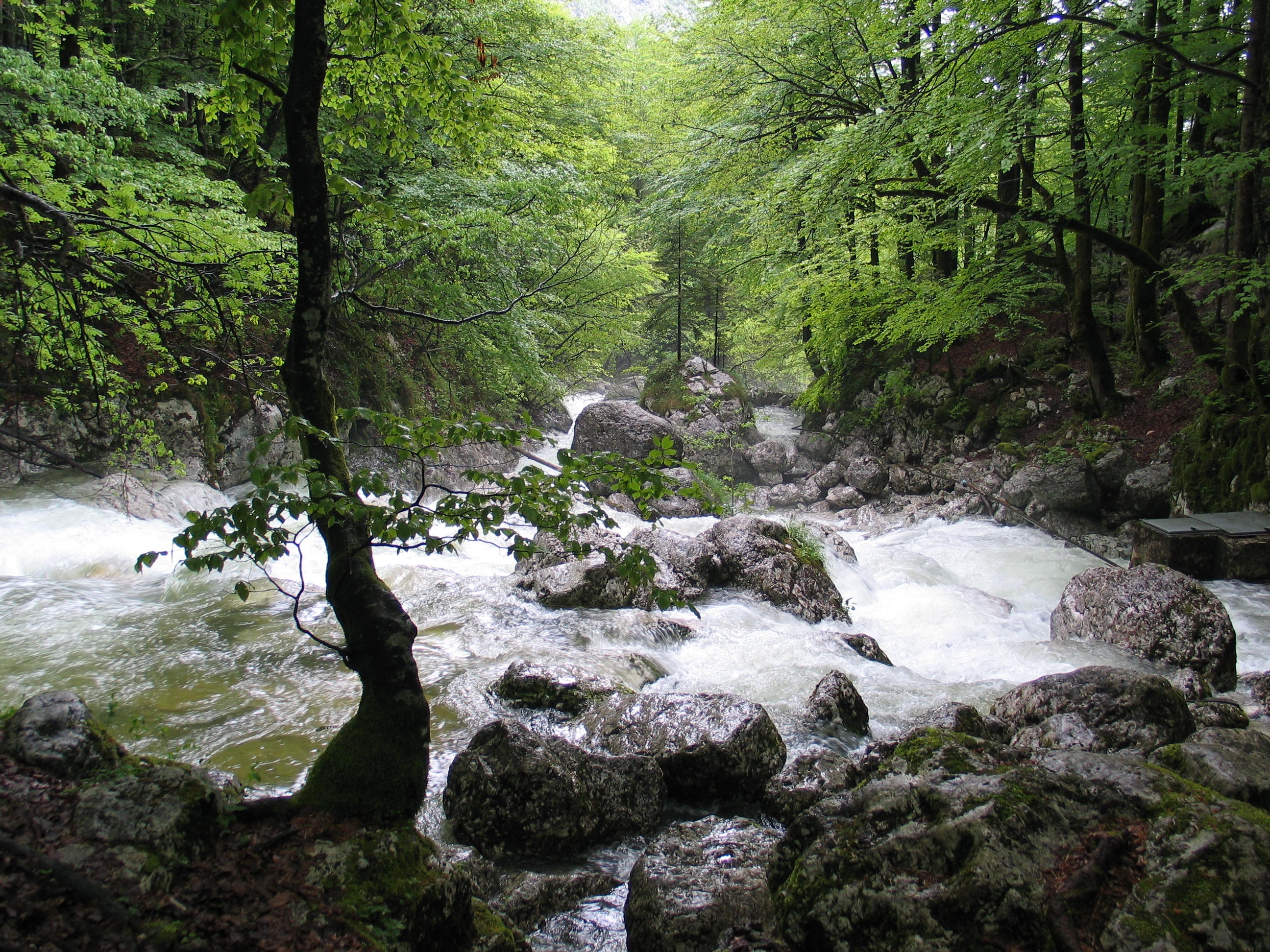 scenics - nature, rainforest, white water, power in nature, slovenia, bach, water, tranquility, solid, flowing, tree, woodland, day, stream - flowing water, HD Wallpaper