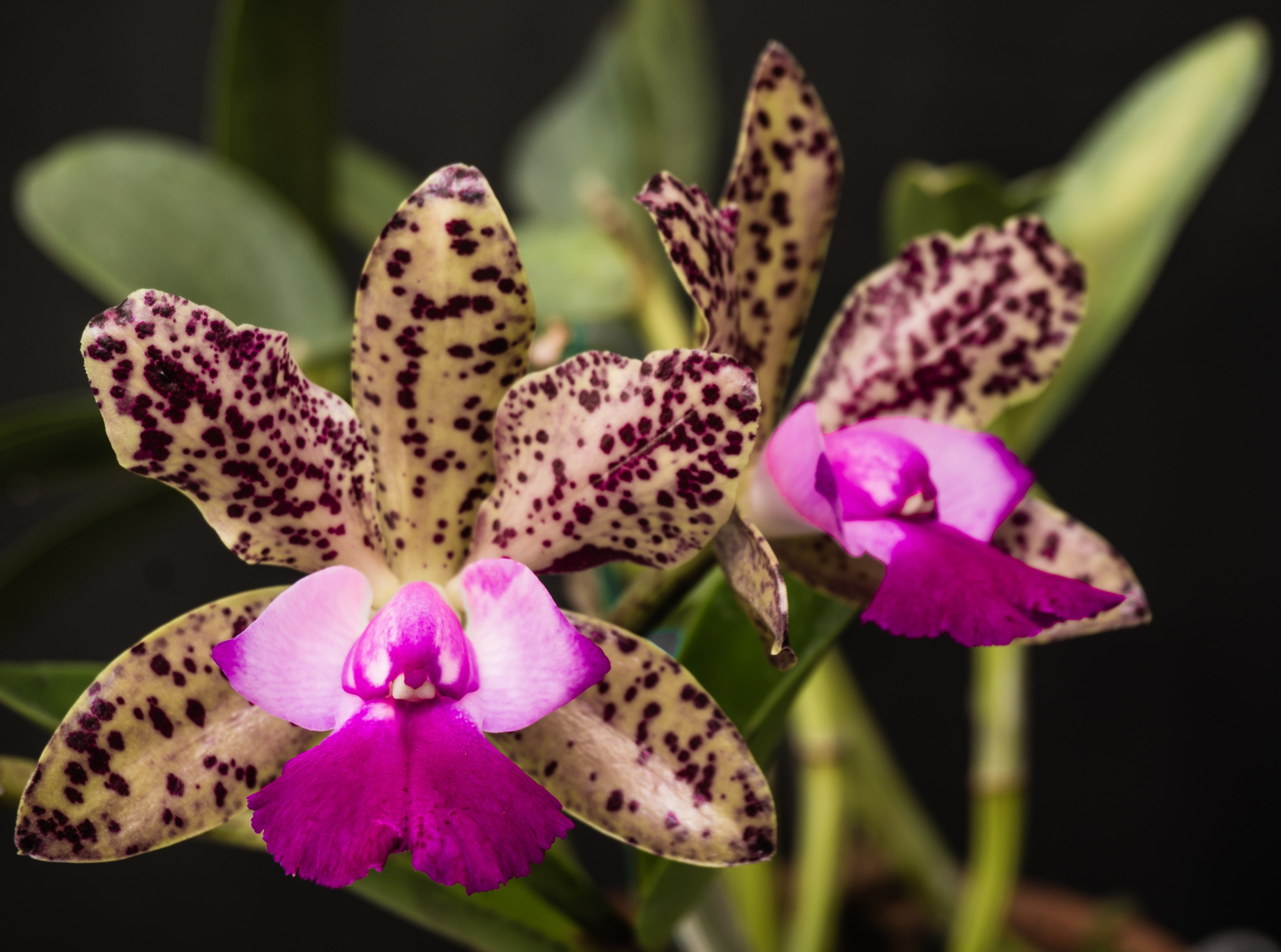no people, orchids, Orchid, focus on foreground, Flowers, flowering plant, spotted, freshness, Cattleya Green Emerald, pollen, selective focus, petal, orchidace, HD Wallpaper