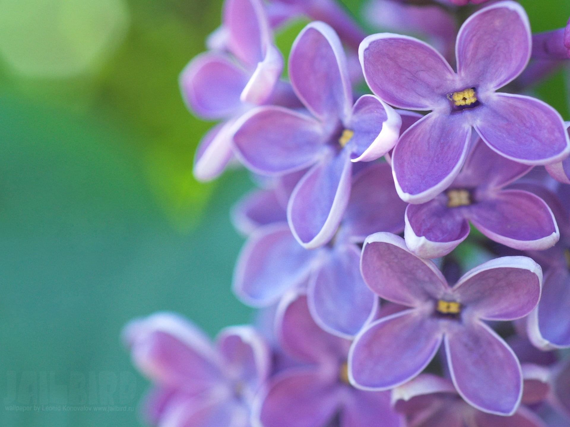 Background, Flowers, 1080P, Green, Emerald, Lilac, Spring, Macro, HD Wallpaper