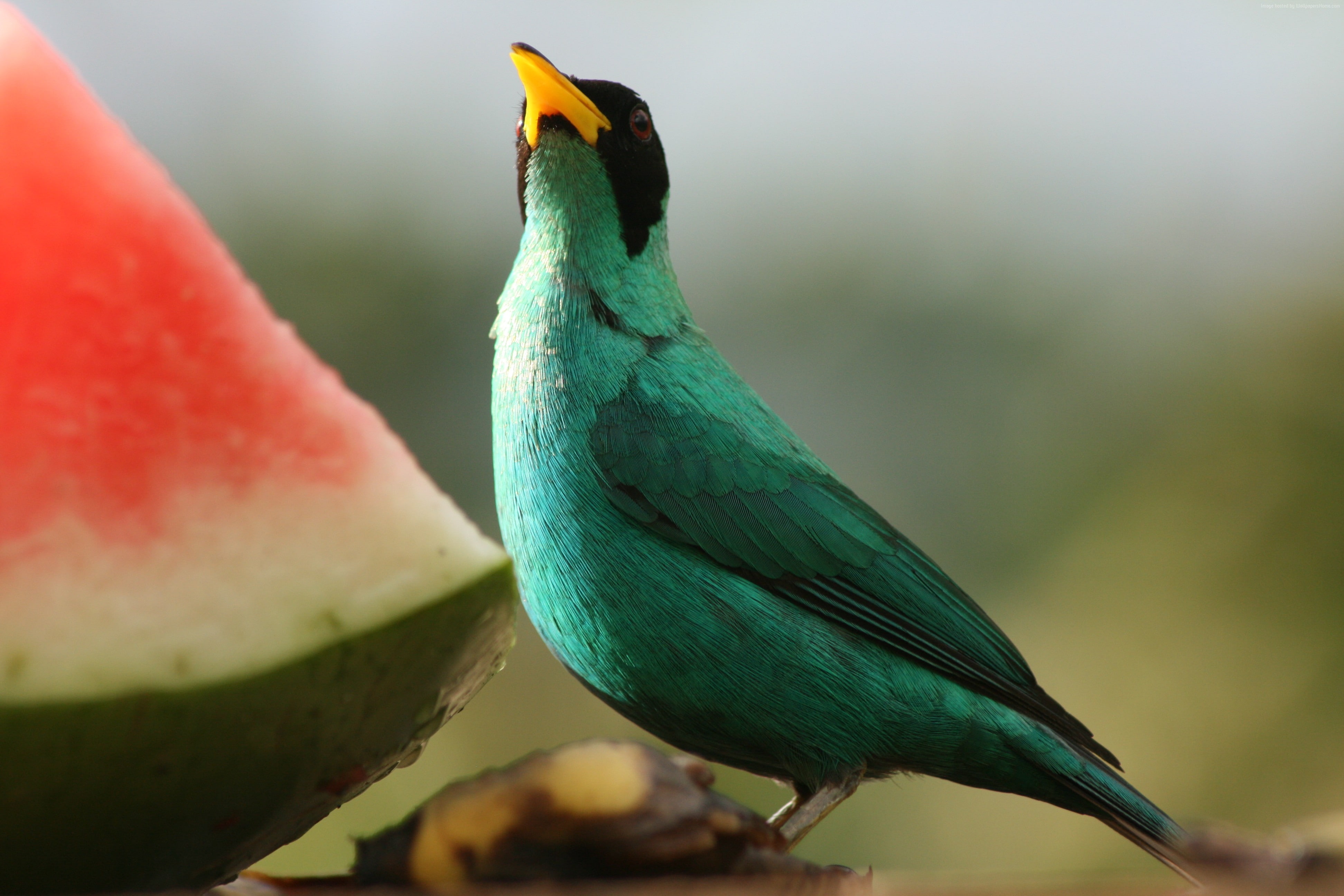 4K, watermelon, bird, emerald, nature, Green Honeycreeper, blur, animal, HD Wallpaper