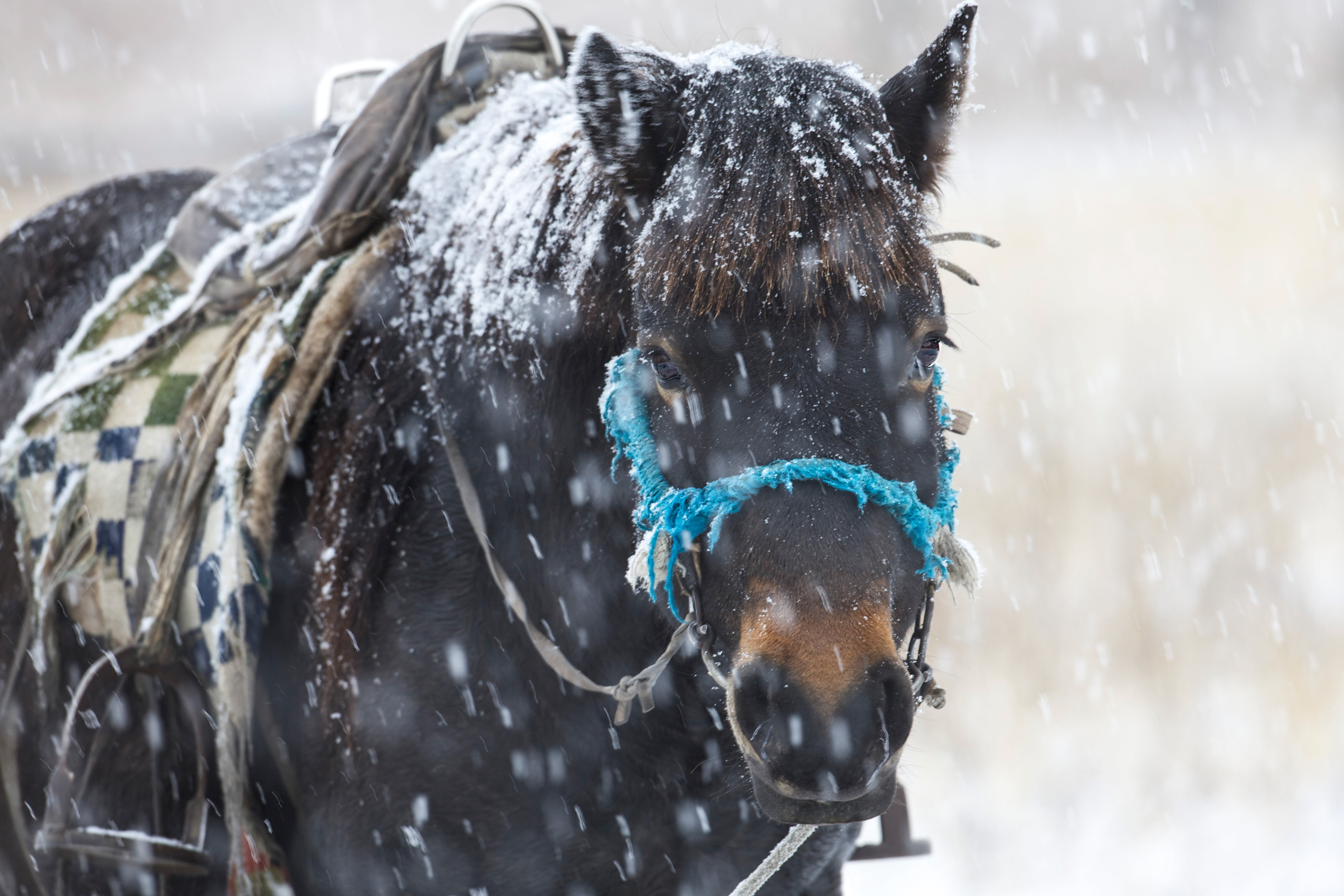 day, snowing, one animal, outdoors, domestic animals, herbivorous, nature, winter, 4K, mammal, snow, pets, animal themes, snowfall, focus on foreground, HD Wallpaper