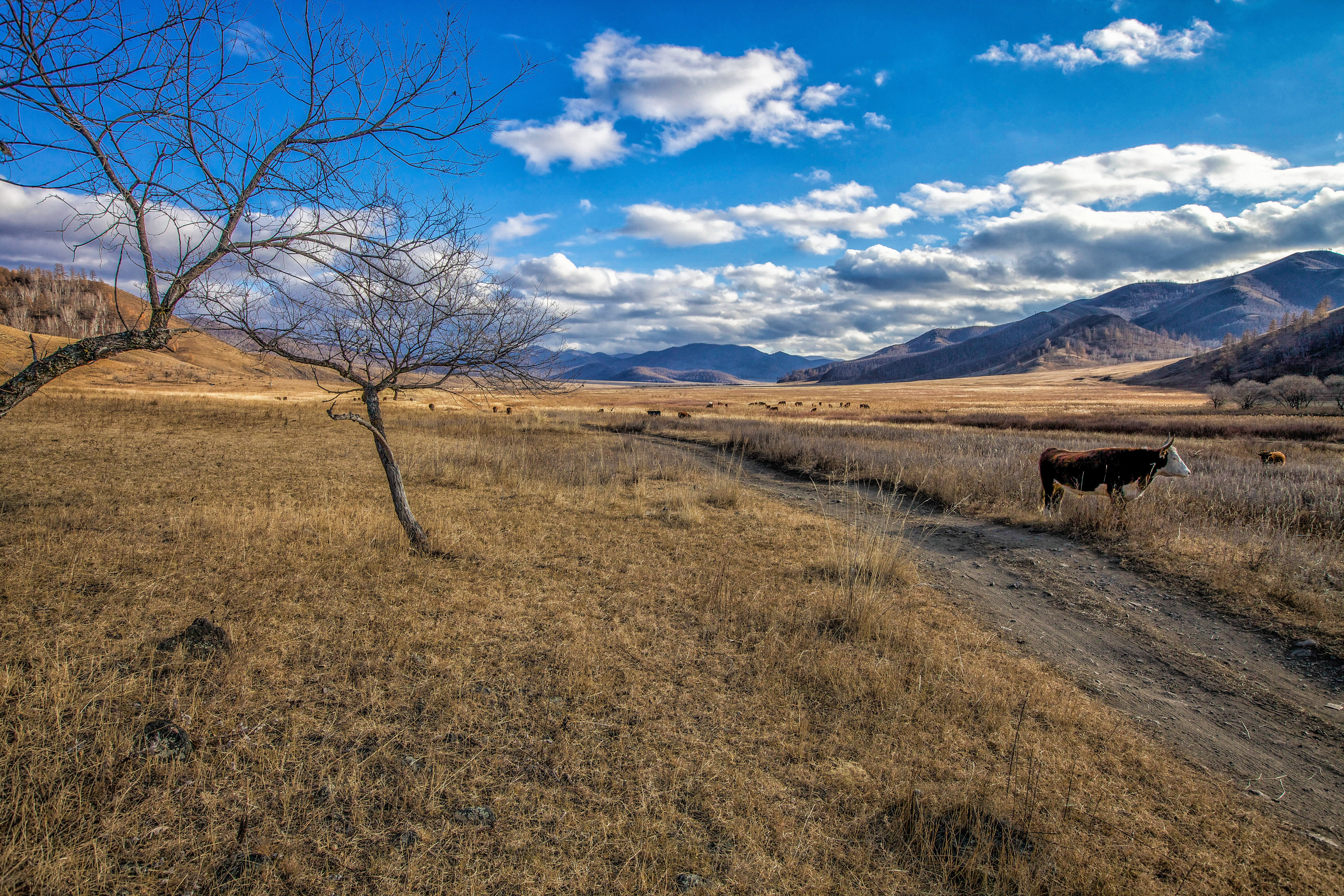 cloud - sky, grazing, grass, bogart village, day, nature, late autumn, no people, tranquility, mountain, semi-arid, mongolia, land, outdoors, landscape, HD Wallpaper