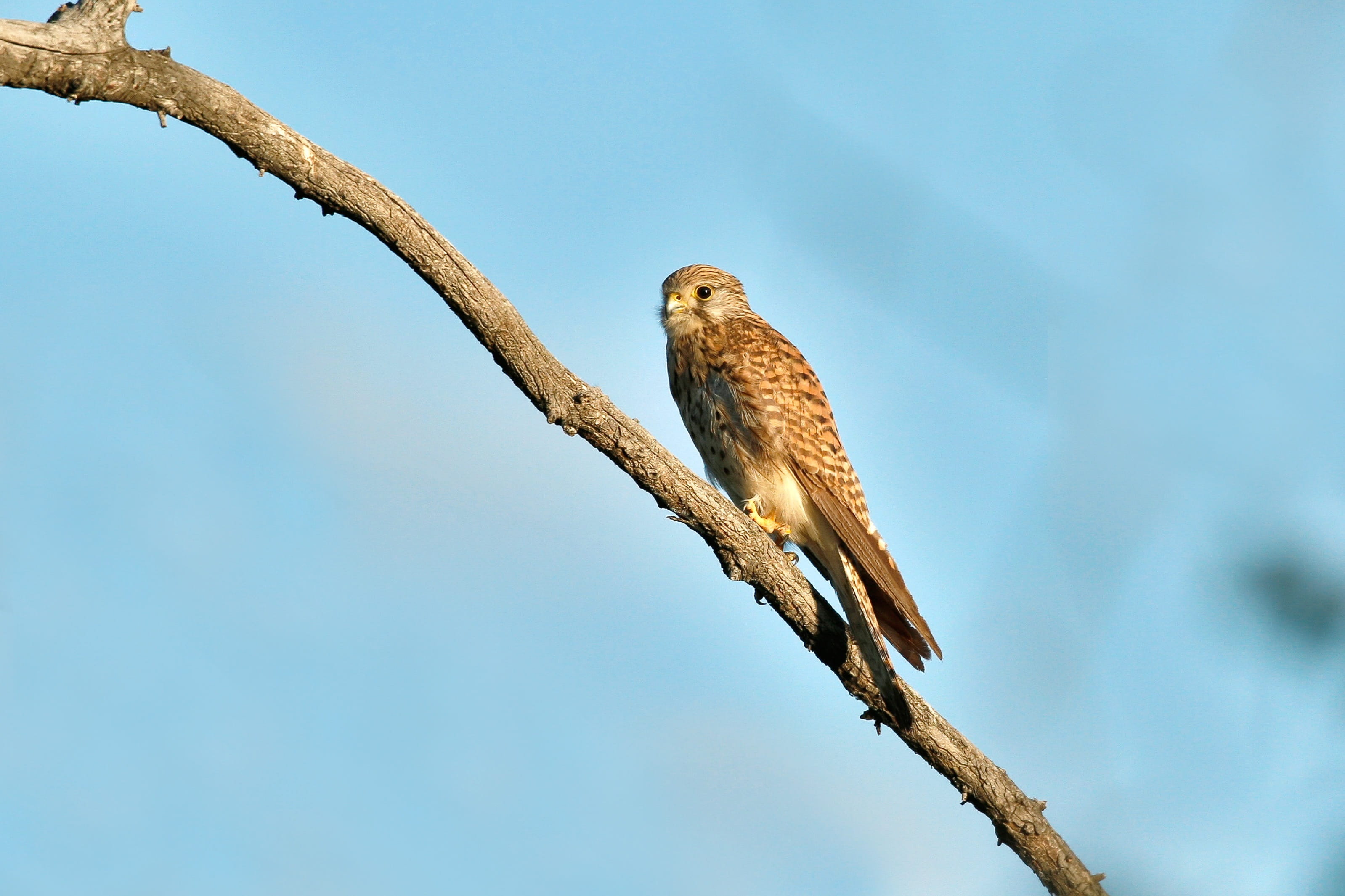 sky, focus on foreground, Birds Of Prey, one animal, no people, animal, animal wildlife, animal themes, plant, branch, eagle, bogart village, low angle view, HD Wallpaper