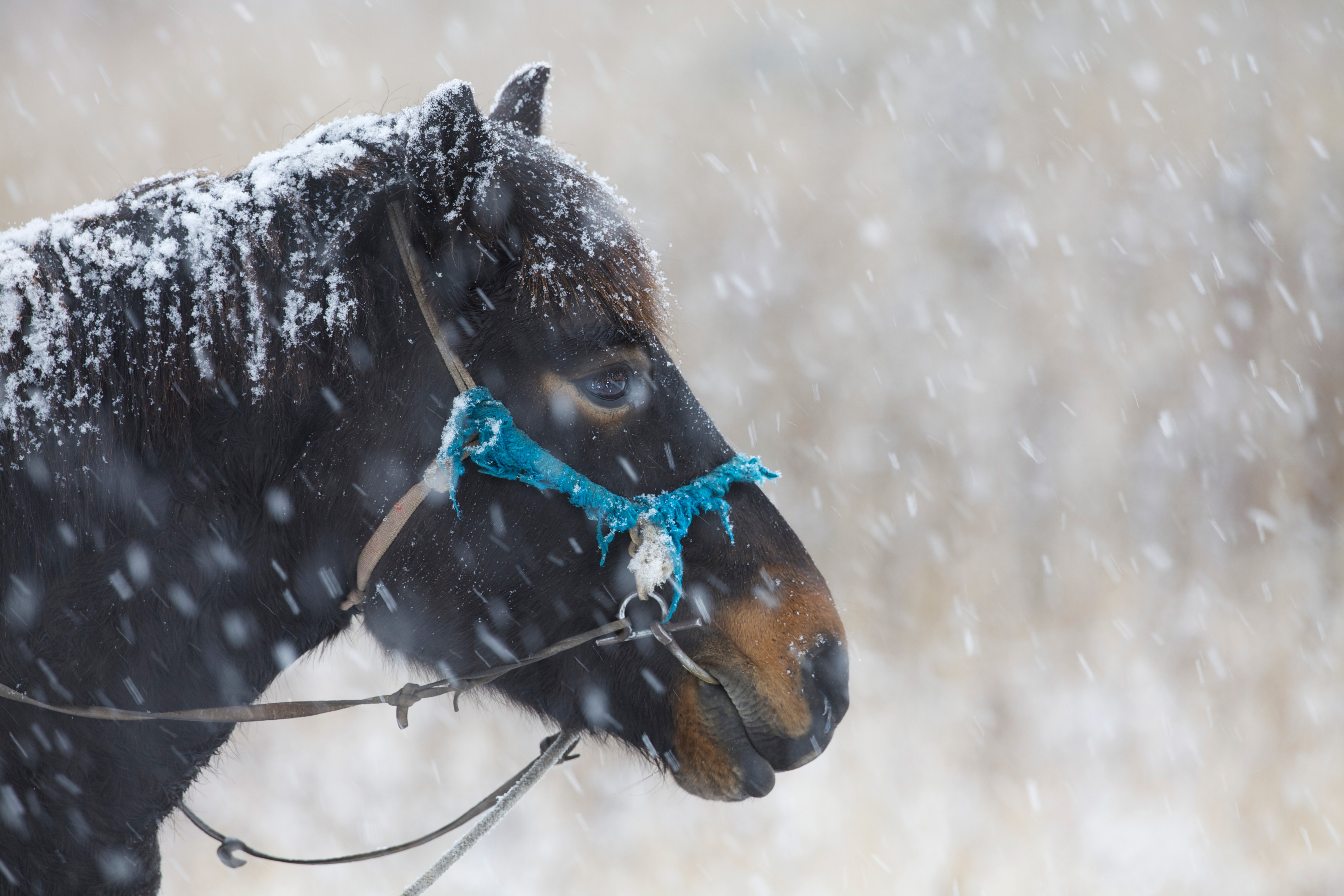 outdoors, domestic animals, domestic, 5K, water, snowing, bogart village, animal, day, a friendly face, animal themes, no people, dog, patience, cold temperature, HD Wallpaper