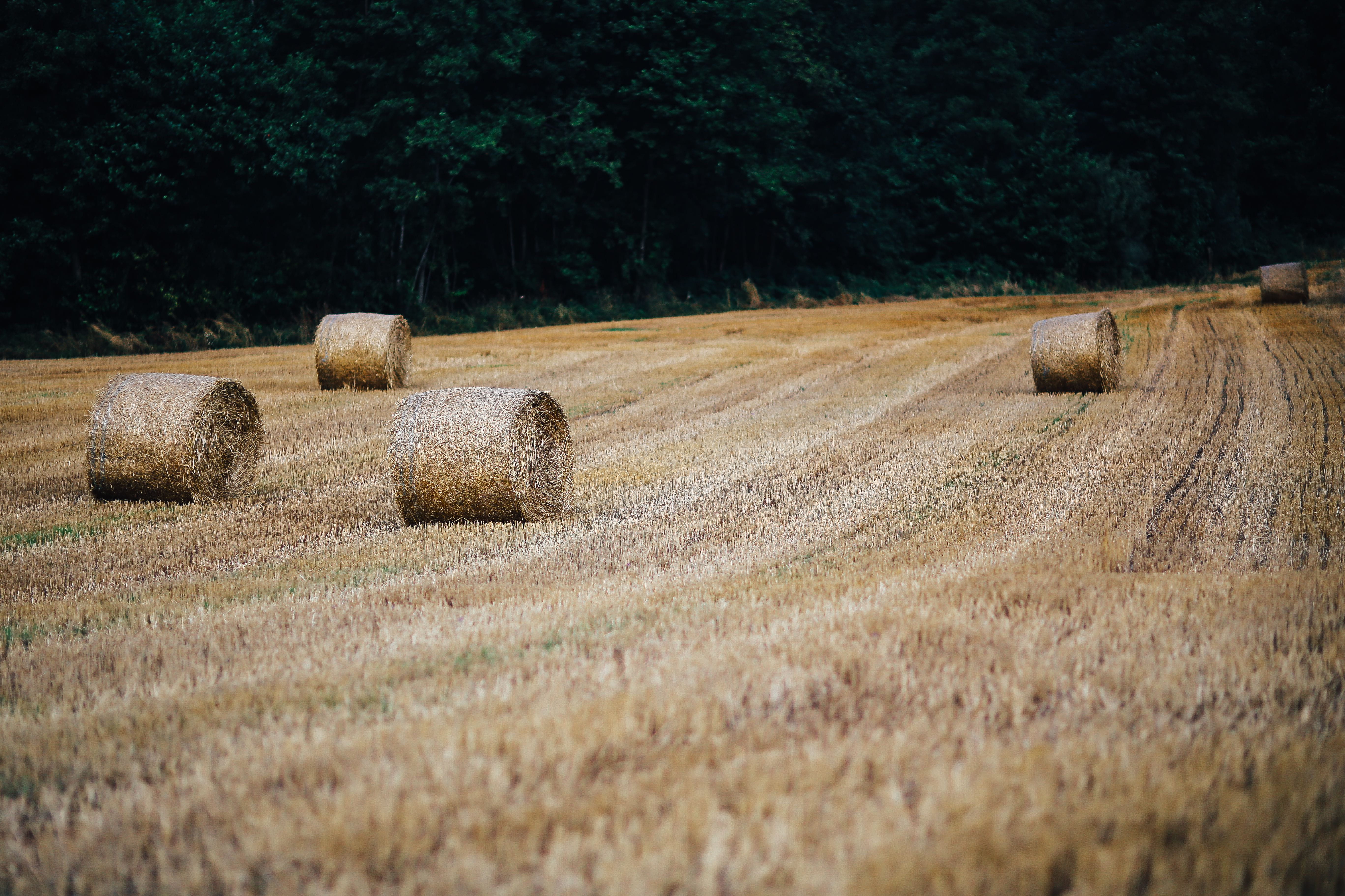 no People, 5K, car, farmland, haystack, autumn, tranquil scene, rural Scene, plant, oats, forests, landscape, harvesting, field, landscaped, grain, hay, HD Wallpaper