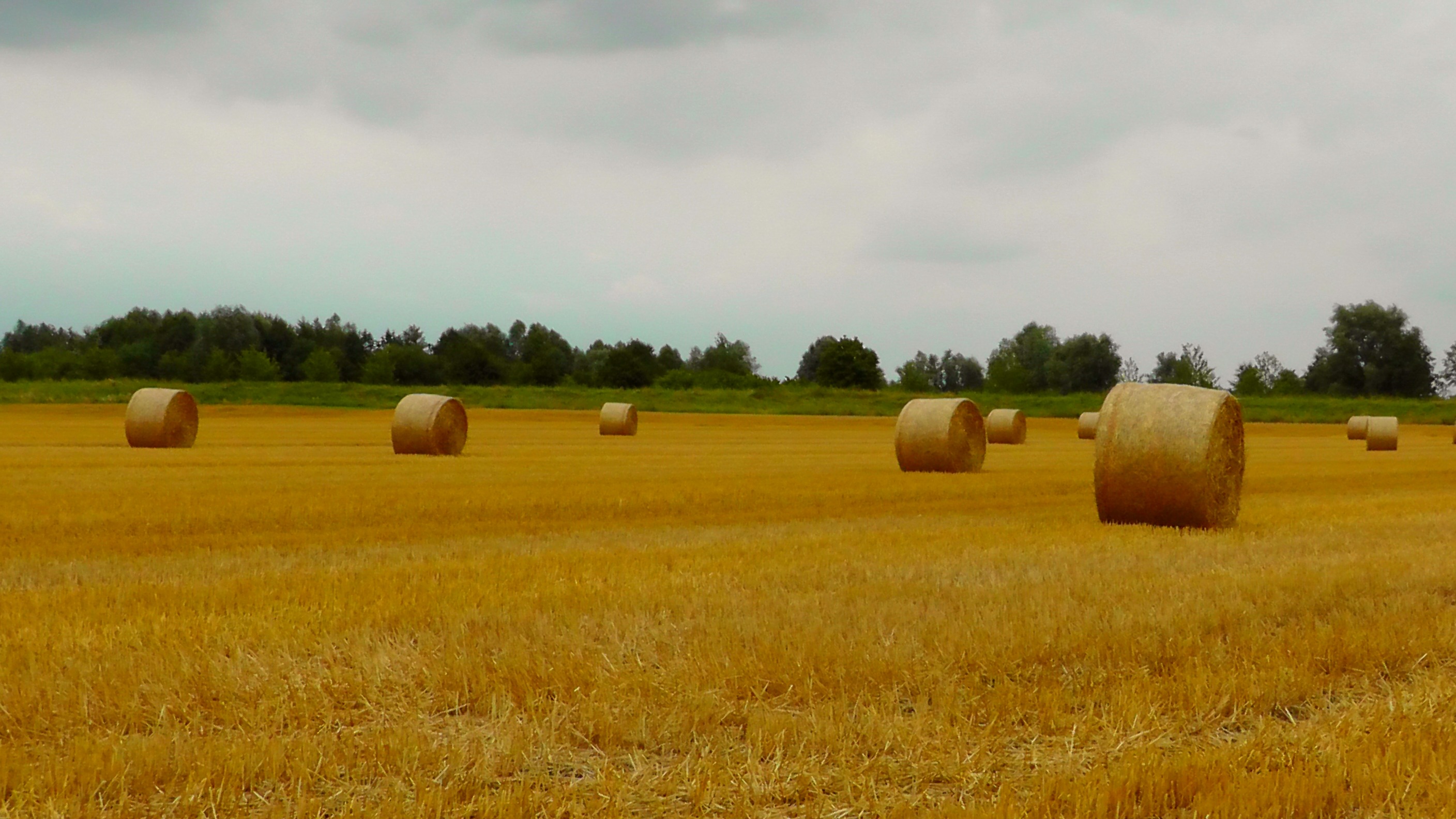 environment, pet food, straw bales, land, outdoors, hays, 2K, tranquil scene, summer, plant, crop, hay, tree, grass, harvest, cattle feed, rural Scene, HD Wallpaper