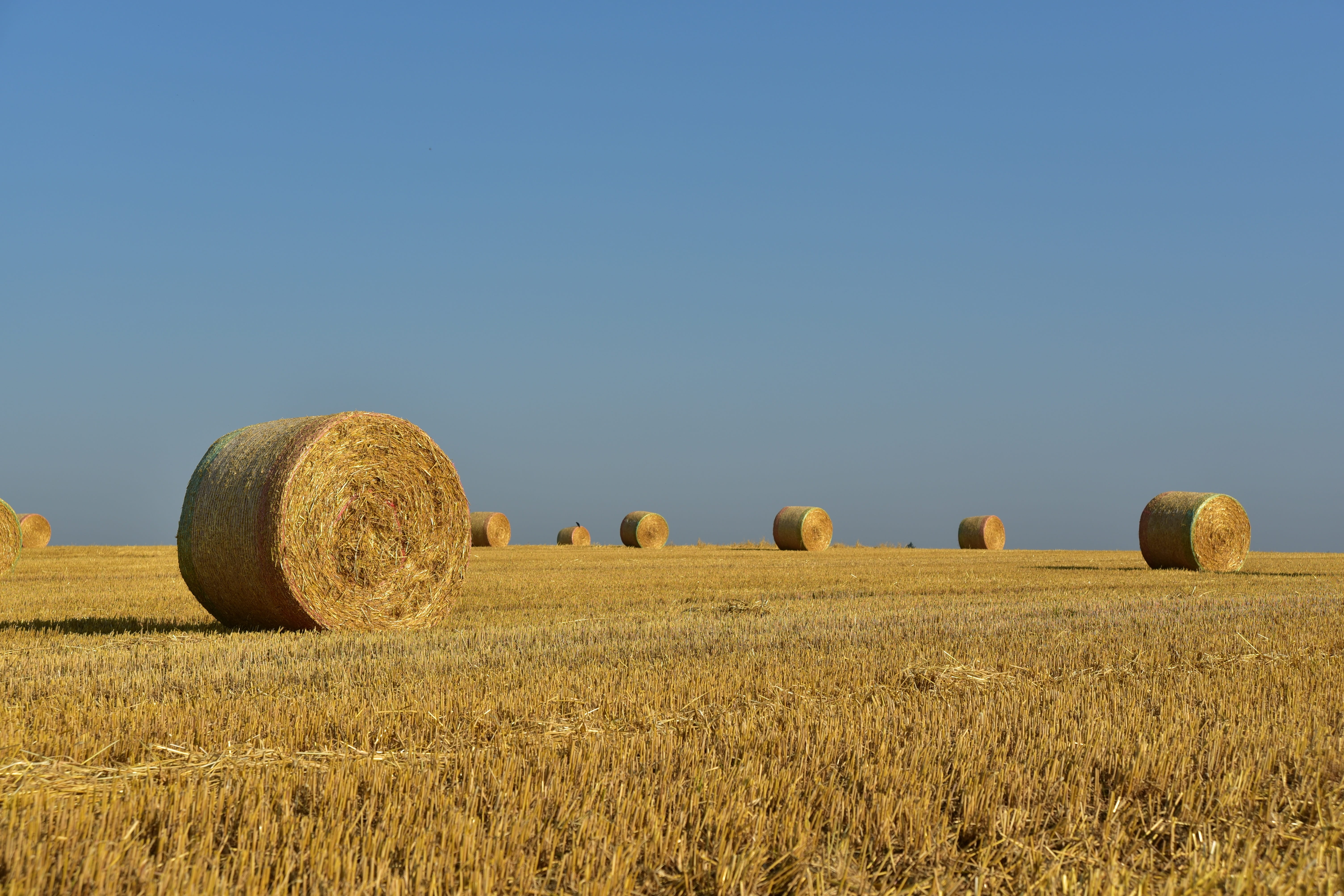tranquility, bale, agriculture, farm, no people, summer, plant, rolled up, straw, land, 5K, outdoors, round, tranquil scene, arable land, straw bales, HD Wallpaper