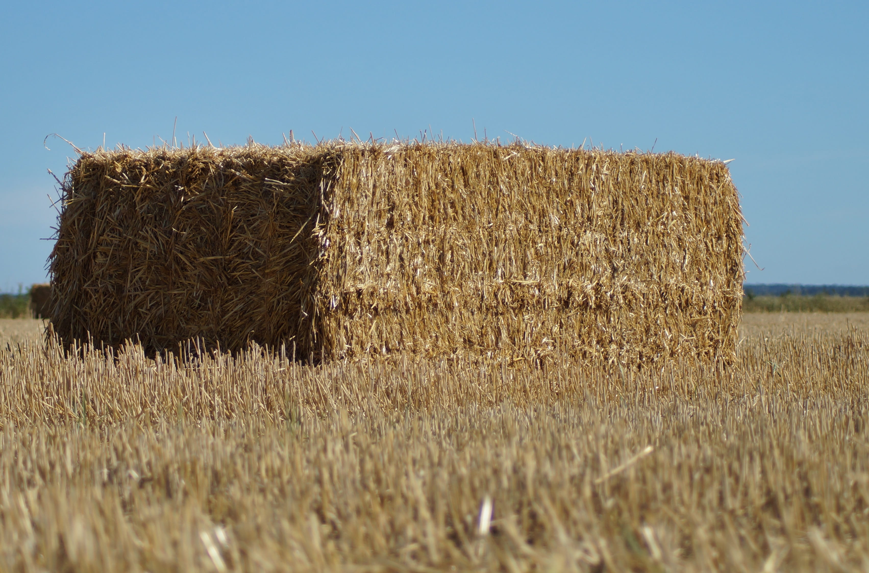 growth, outdoors, rural, plant, haystack, straw bales, cereals, day, nature, clouds, 2K, agriculture, pressed, harvested, landscape, straw, golden yellow, HD Wallpaper