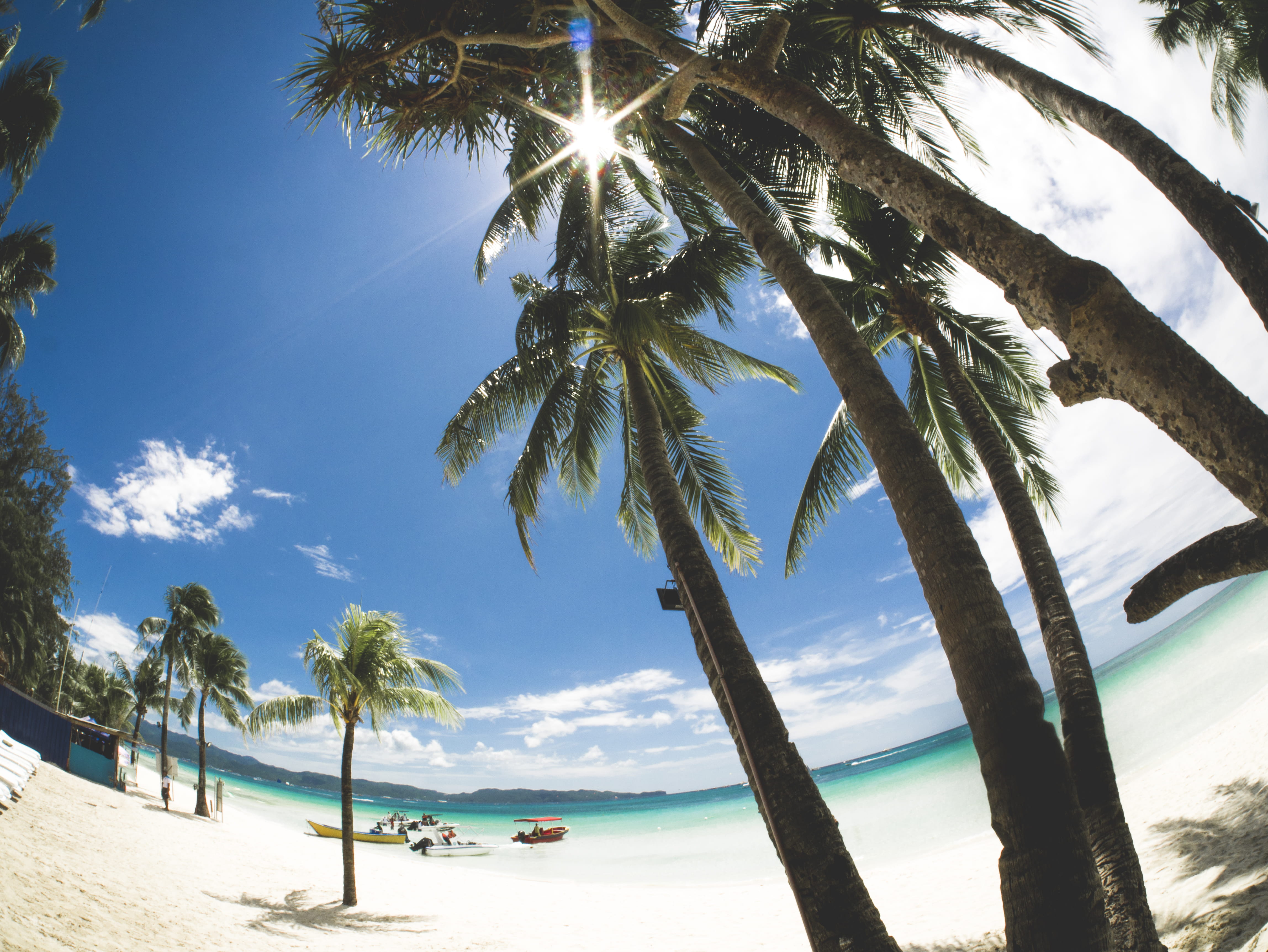 nature, tropical climate, growth, plant, trunk, tranquility, fisheye, boracay, tranquil scene, tree, horizon over water, cloud - sky, palm trees, tree trunk, HD Wallpaper
