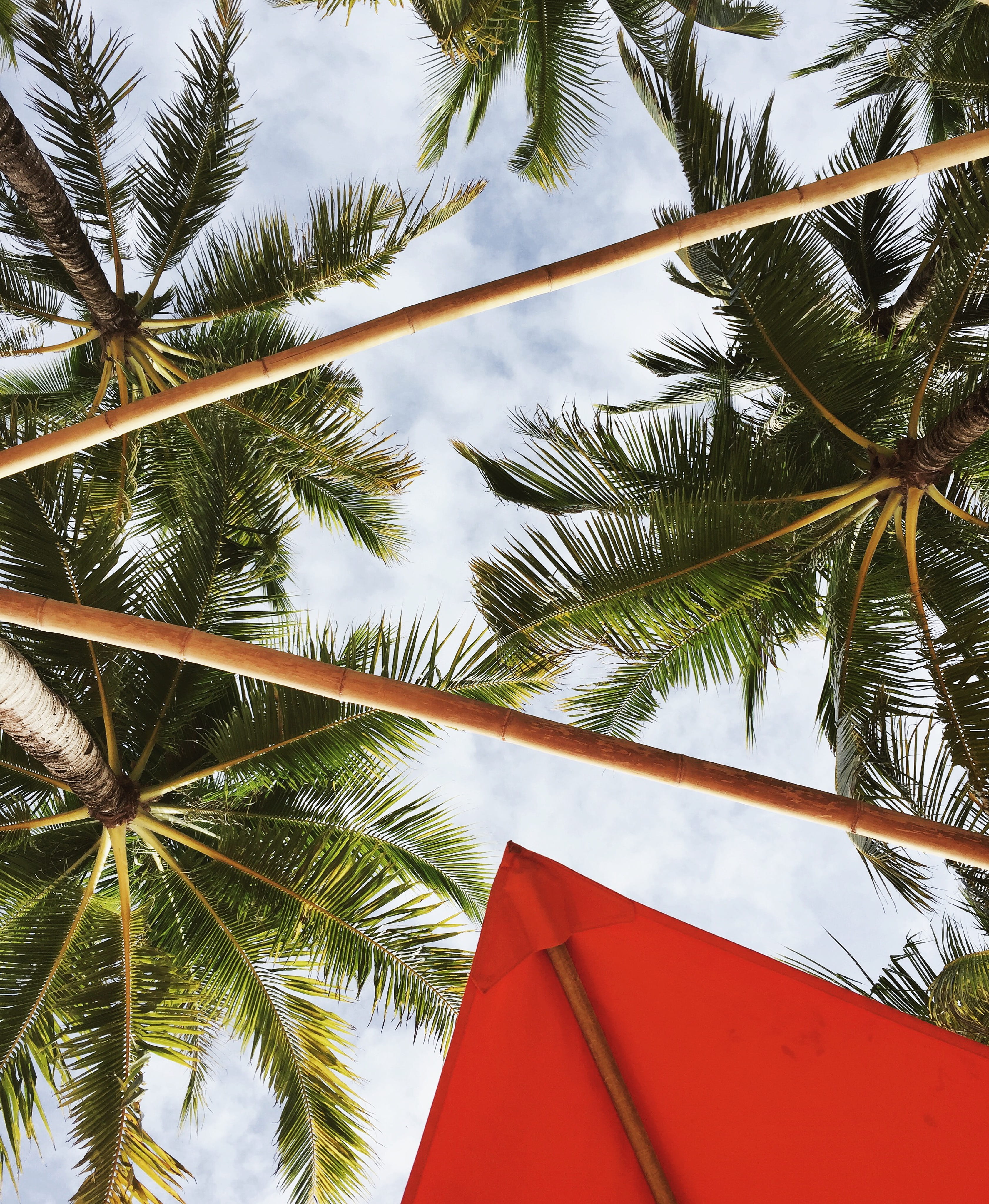 green color, north station 1, growth, no people, coconut palm tree, directly below, day, 4K, palm leaf, red, plant part, built structure, palm tree, sky, Phone HD Wallpaper