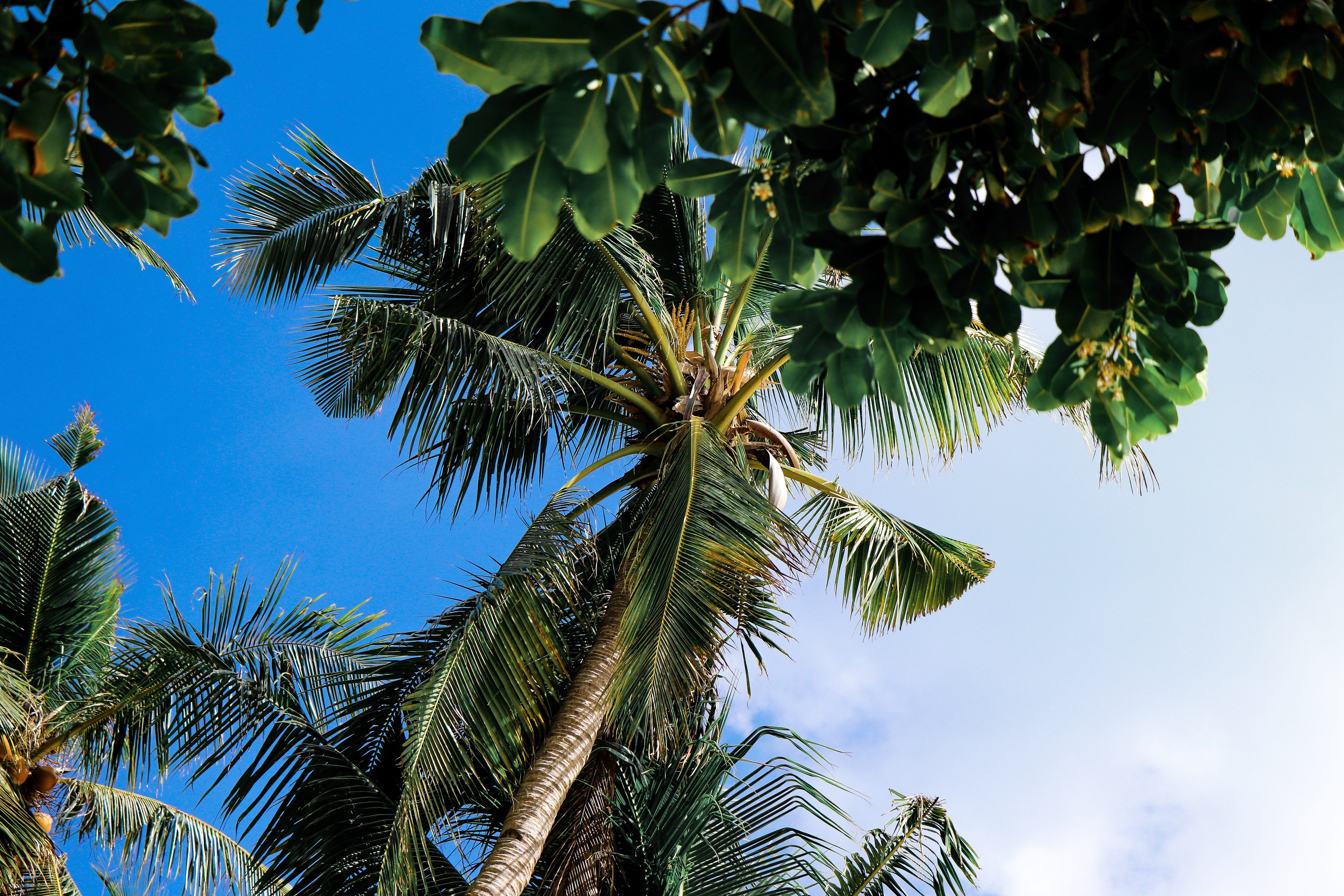 day, nature, malay, outdoors, directly below, beach, tropical climate, philippines, leaf, palm tree, low angle view, growth, 5K, green color, plant, palm leaf, HD Wallpaper