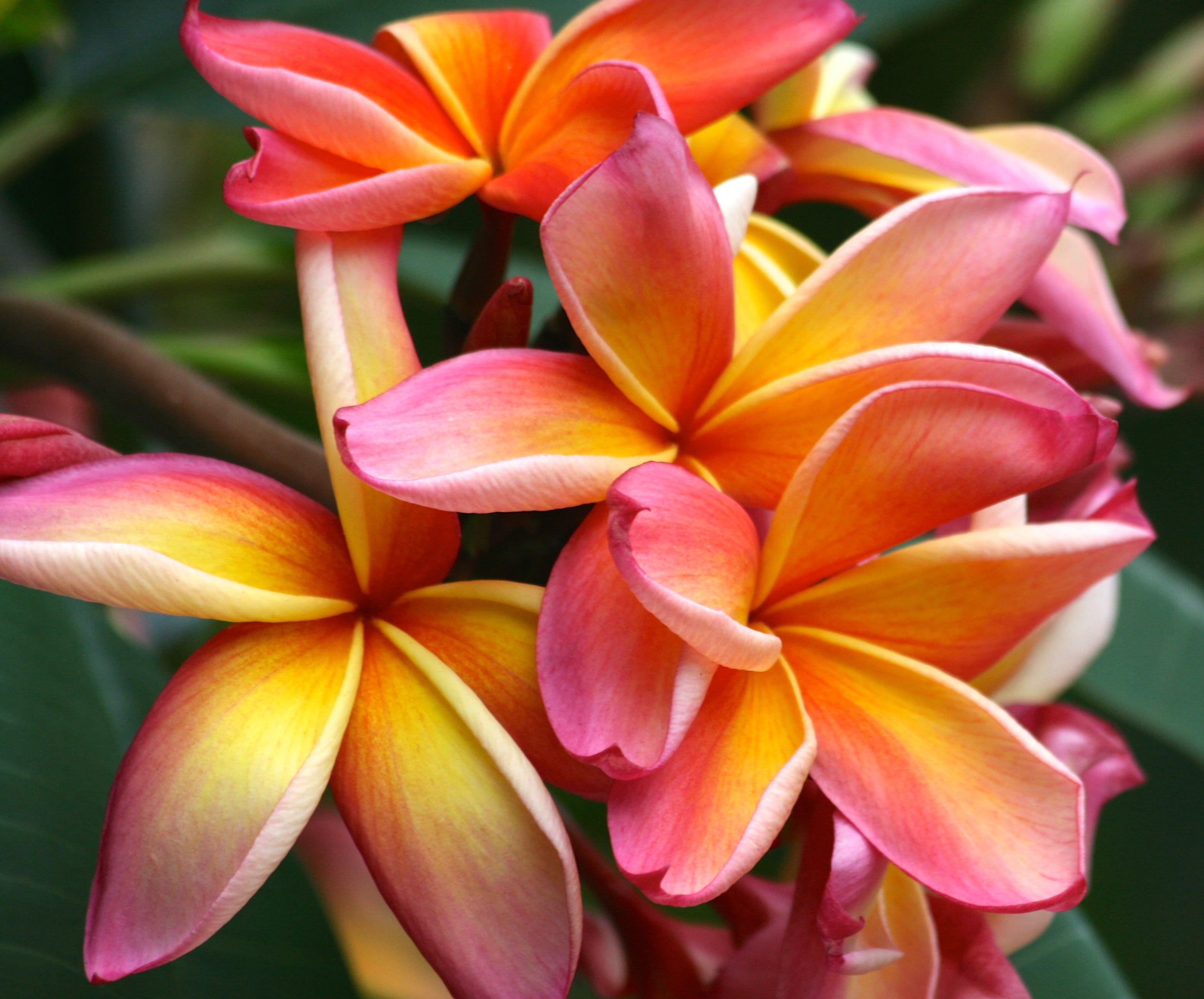 no people, flower head, focus, close-up, bloom, pollen, hawaiian, garden, beauty in nature, shallow, frangipani, focus on foreground, blooming, nature, HD Wallpaper
