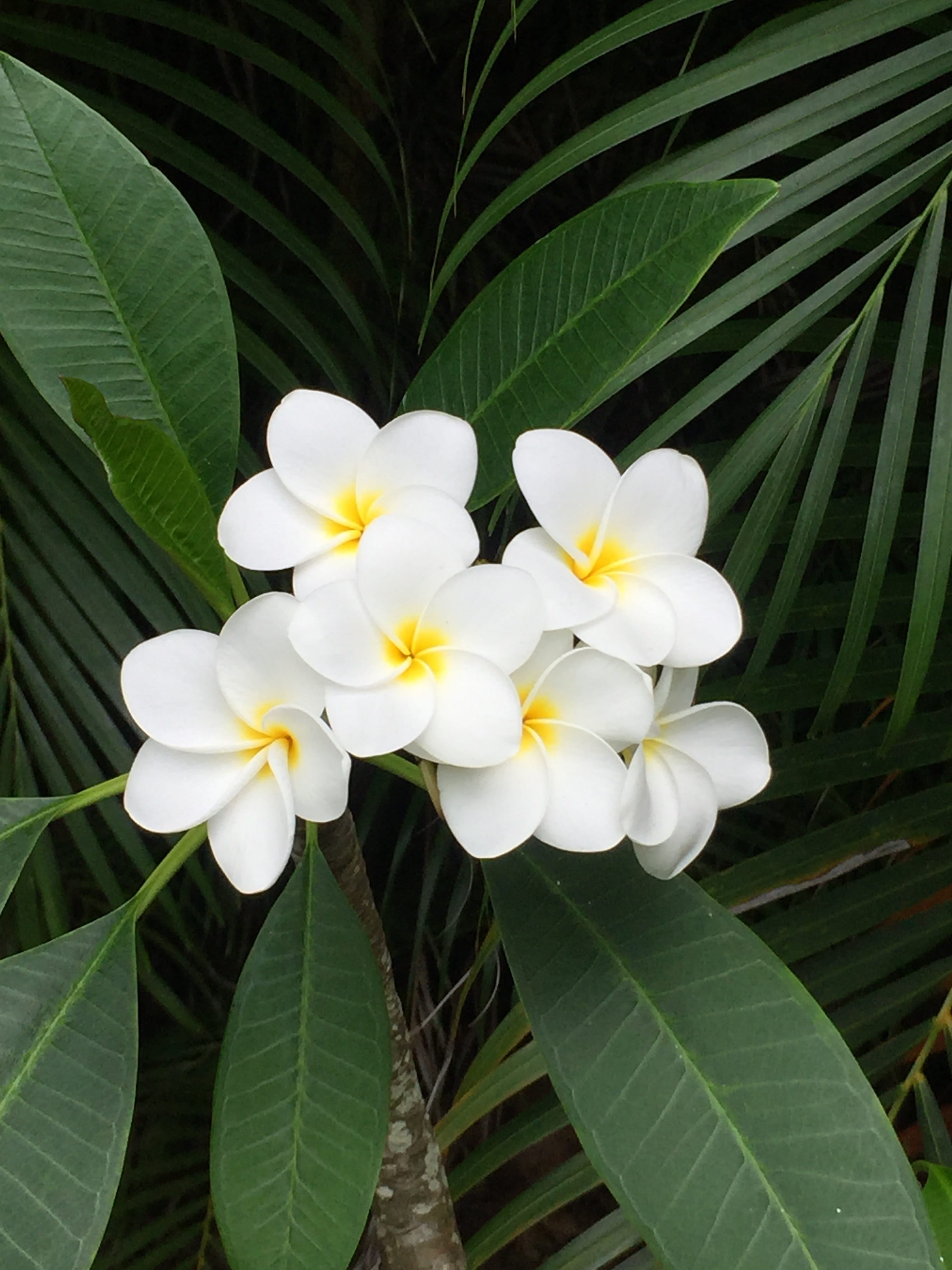 fragility, freshness, nature, hawaii, blooming, close-up, leaf, frangipani, flowering plant, day, beauty in nature, vulnerability, plumeria, bloom, green color, Phone HD Wallpaper