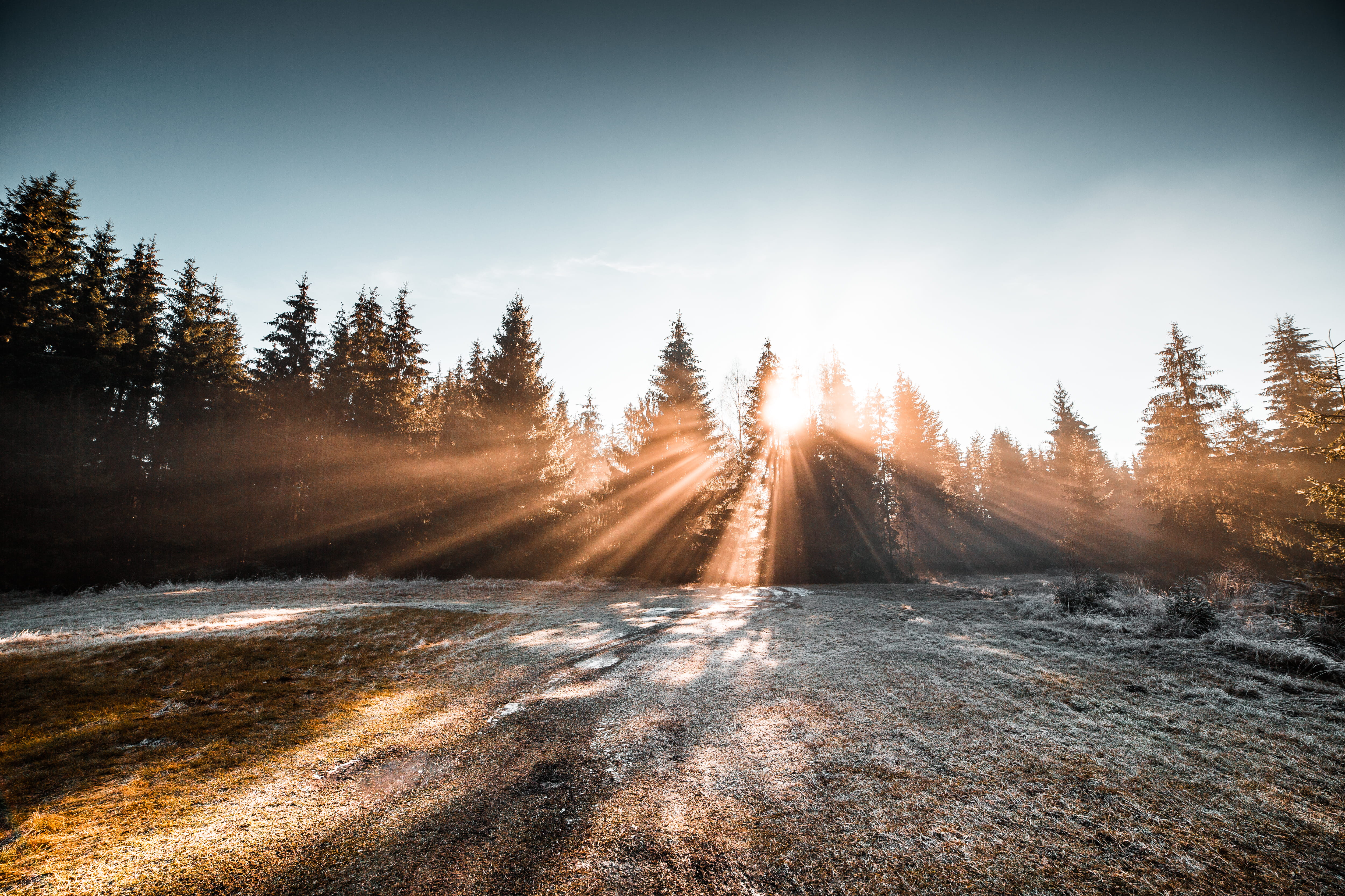 cold, tranquility, sunrays, land, beauty in nature, sunlights, non-urban scene, forest, sunbeams, frozen, no people, frost, sunbeam, pine woodland, plant, HD Wallpaper