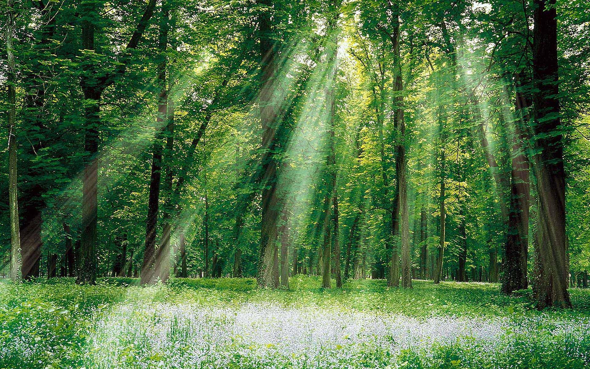 rays, flowers, forest, sunrays, wondrous, nature and landscapes, 1080P, HD Wallpaper