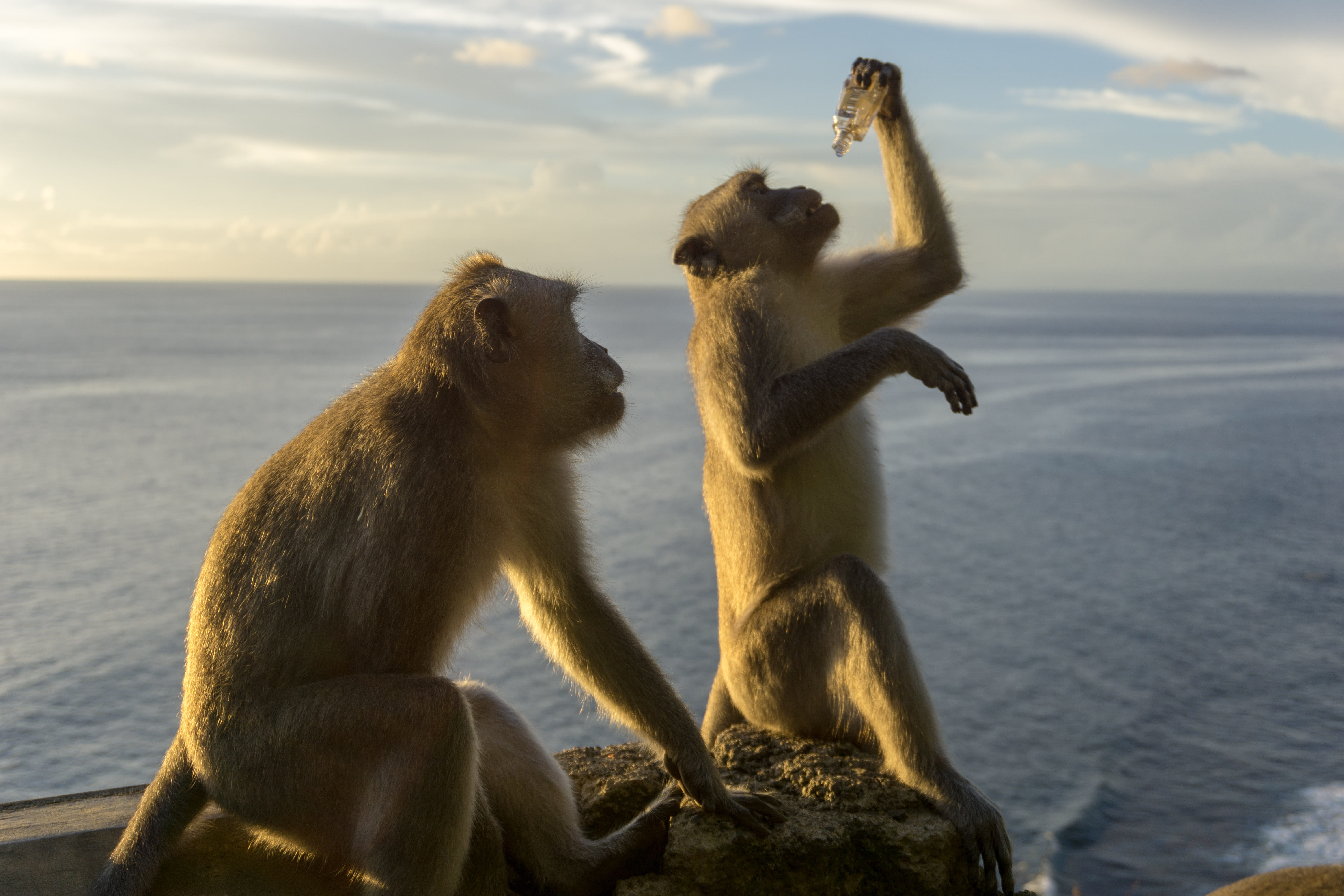 water, nature, group of animals, day, vertebrate, forest, animal wildlife, 5K, monkey, sea, mammal, animal family, drink, animal, primate, sunlight, animal themes, HD Wallpaper
