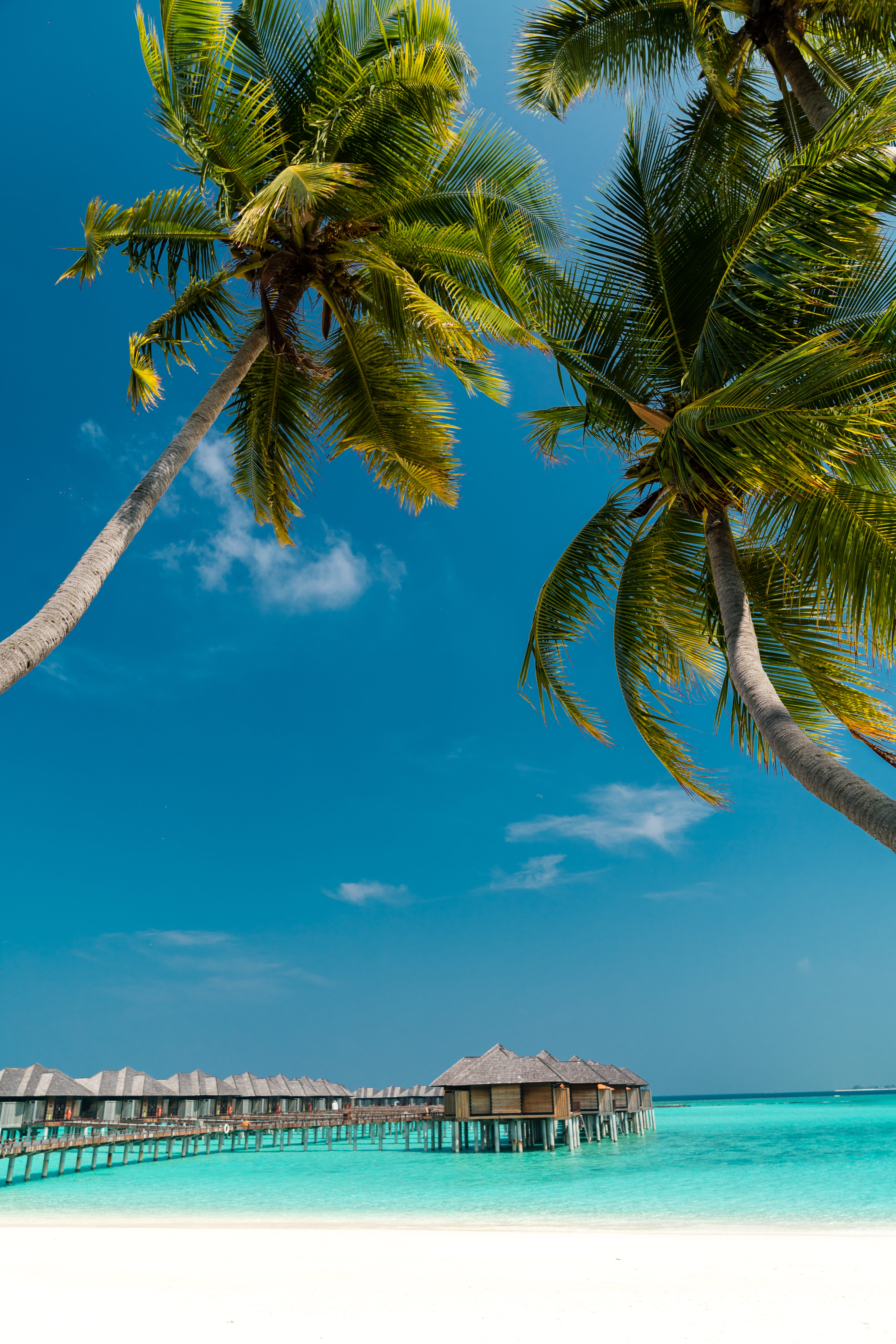 no people, tropical climate, maldives, trees, tropical, beauty in nature, arecaceae, turquoise colored, animal, tranquility, travel destinations, summer, Phone HD Wallpaper