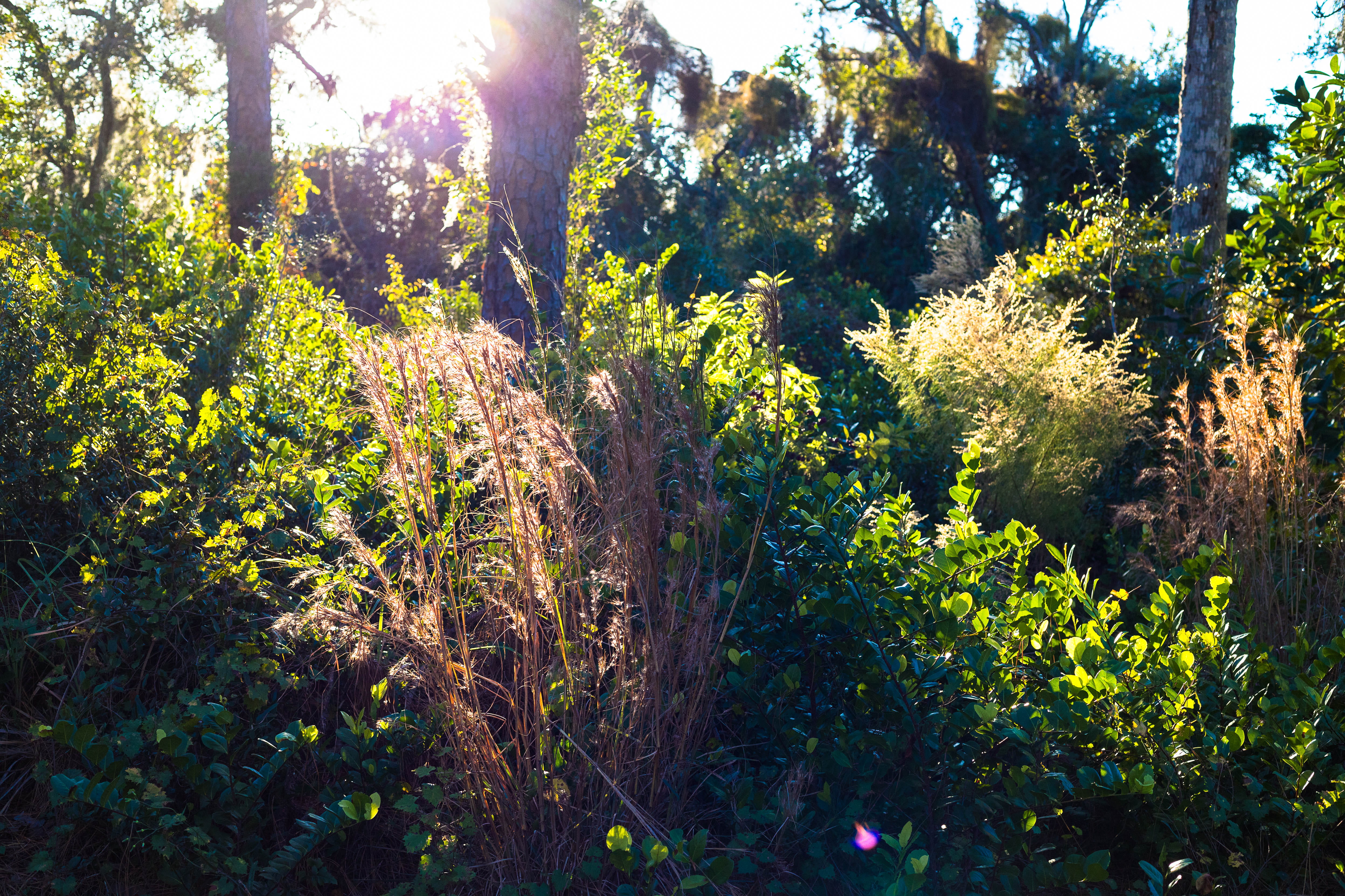 beauty in nature, woods, scenics - nature, land, juno beach, plant, united states, growth, natural area, lens flare, green color, forest, flower, field, HD Wallpaper