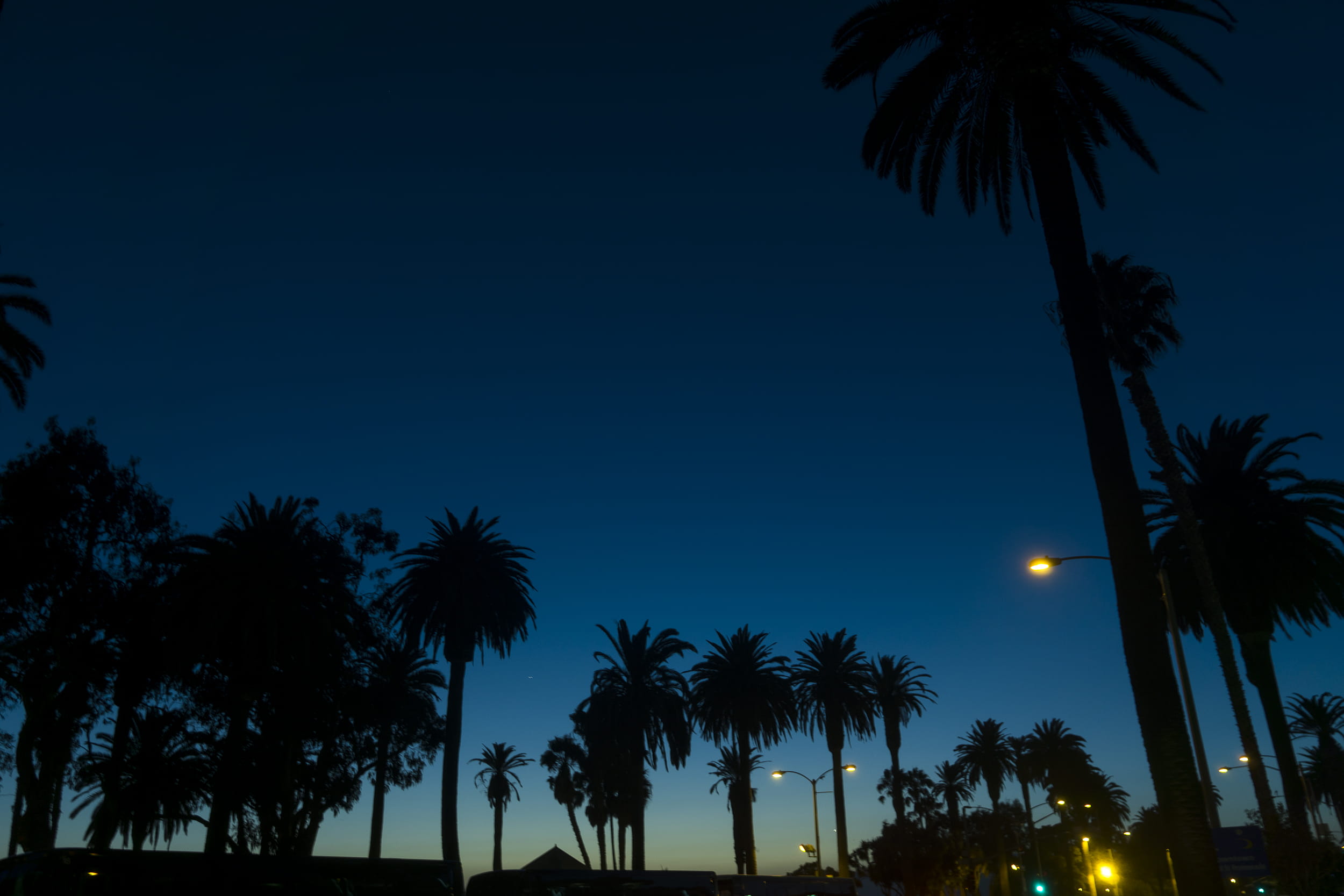 outdoors, los angeles, palm leaf, trees, night sky, 1080P, growth, tree trunk, trunk, no people, illuminated, sky, beauty in nature, palm tree, scenics - nature, HD Wallpaper