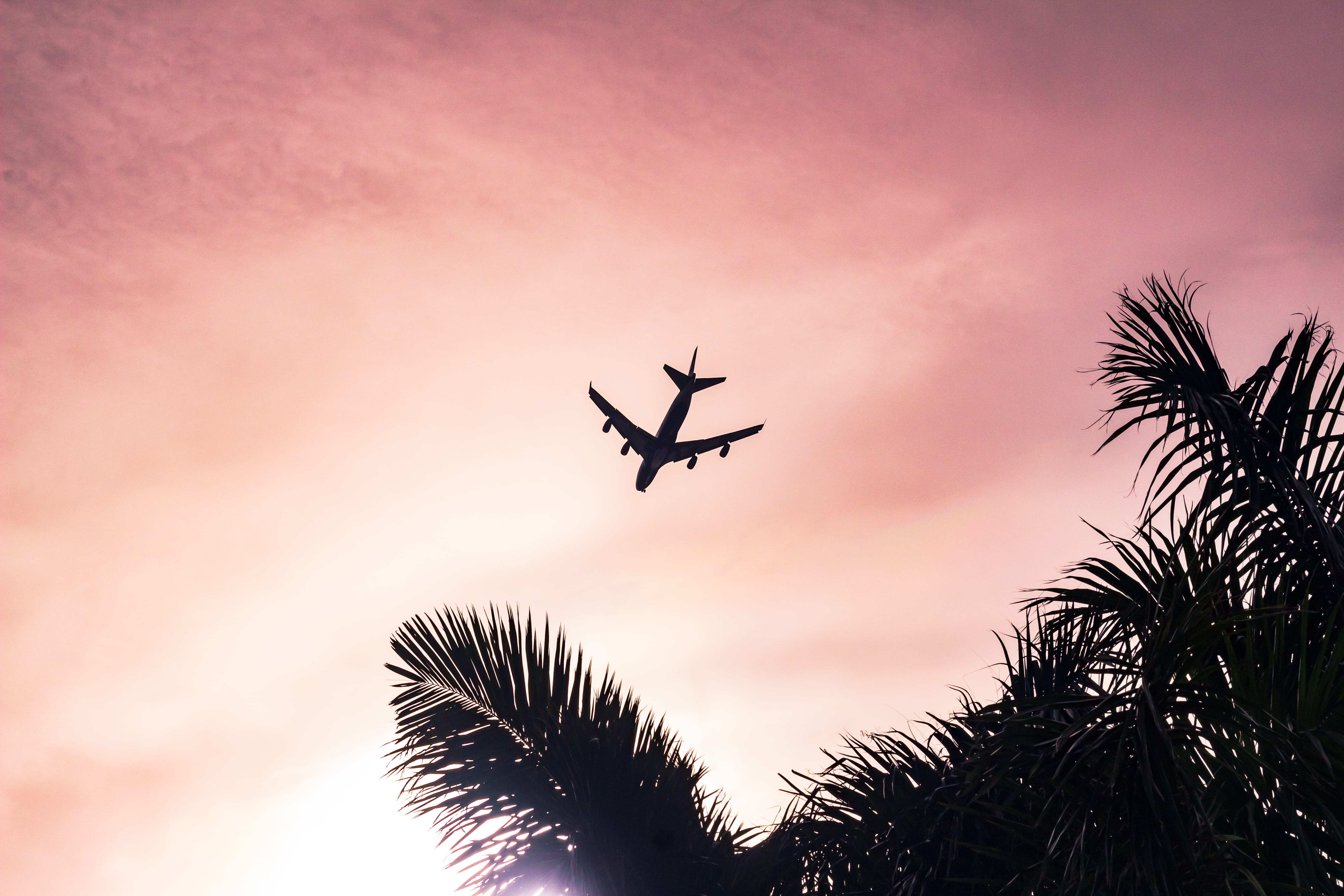 sunset, plane, motion, no people, 5K, daytime, tree, mid-air, hôtel gaythering, flying, miami beach, palm tree, passenger jet, cloudy, wing, low angle view, HD Wallpaper