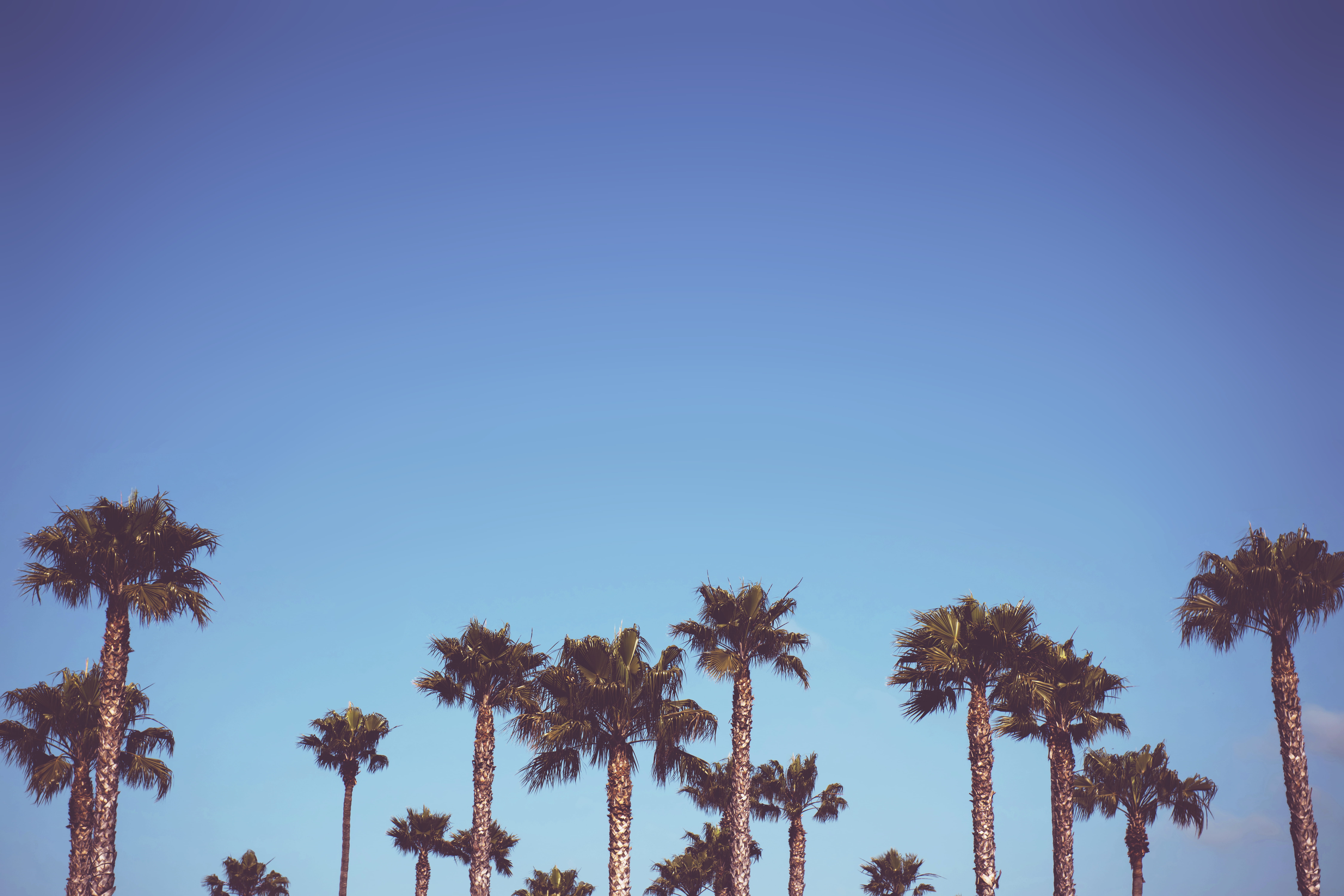 life, palm tree, scenics - nature, tropical climate, nature, plant, pismo beach, tranquility, arecaceae, coconut palm tree, beauty in nature, tall - high, HD Wallpaper