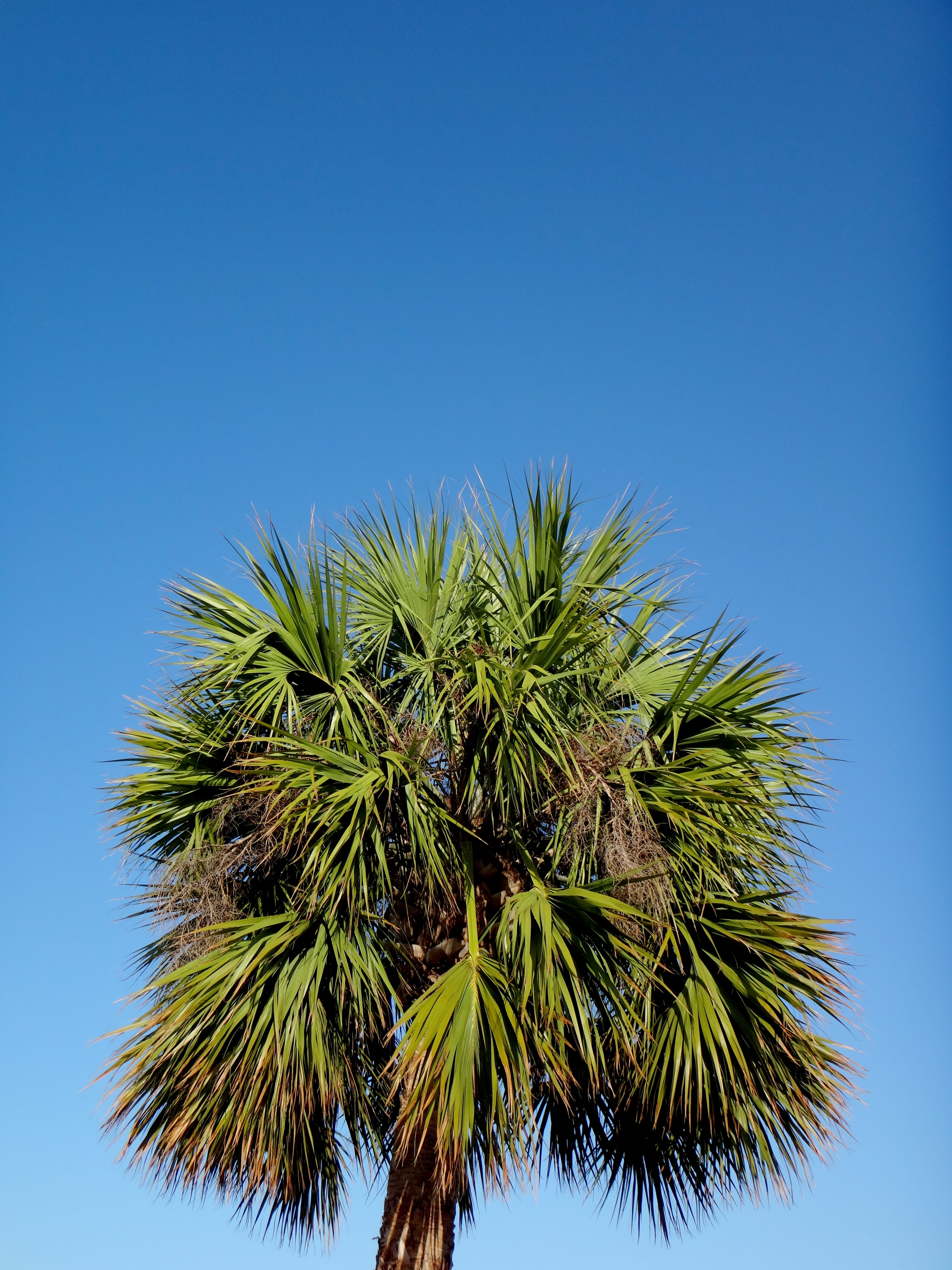 coniferous tree, palm leaf, green color, growth, miami, palm tree, outdoors, beauty in nature, united states, copy space, low angle view, tranquility, clear sky, Phone HD Wallpaper