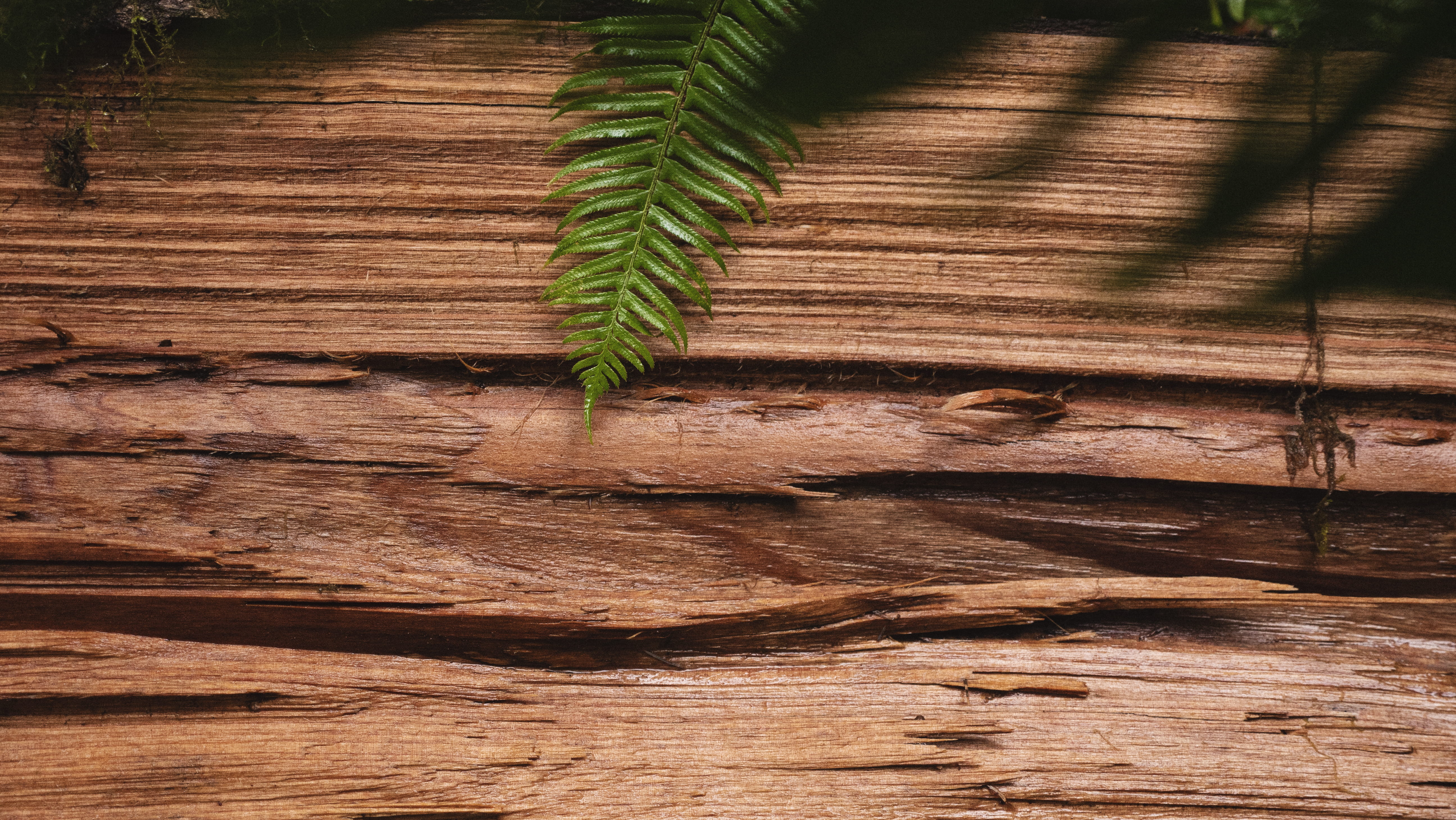 tree, brick, green color, sunlight, beauty in nature, 5K, textured, dirt road, outdoors, wood - material, day, united states, arecaceae, plant part, soil, HD Wallpaper