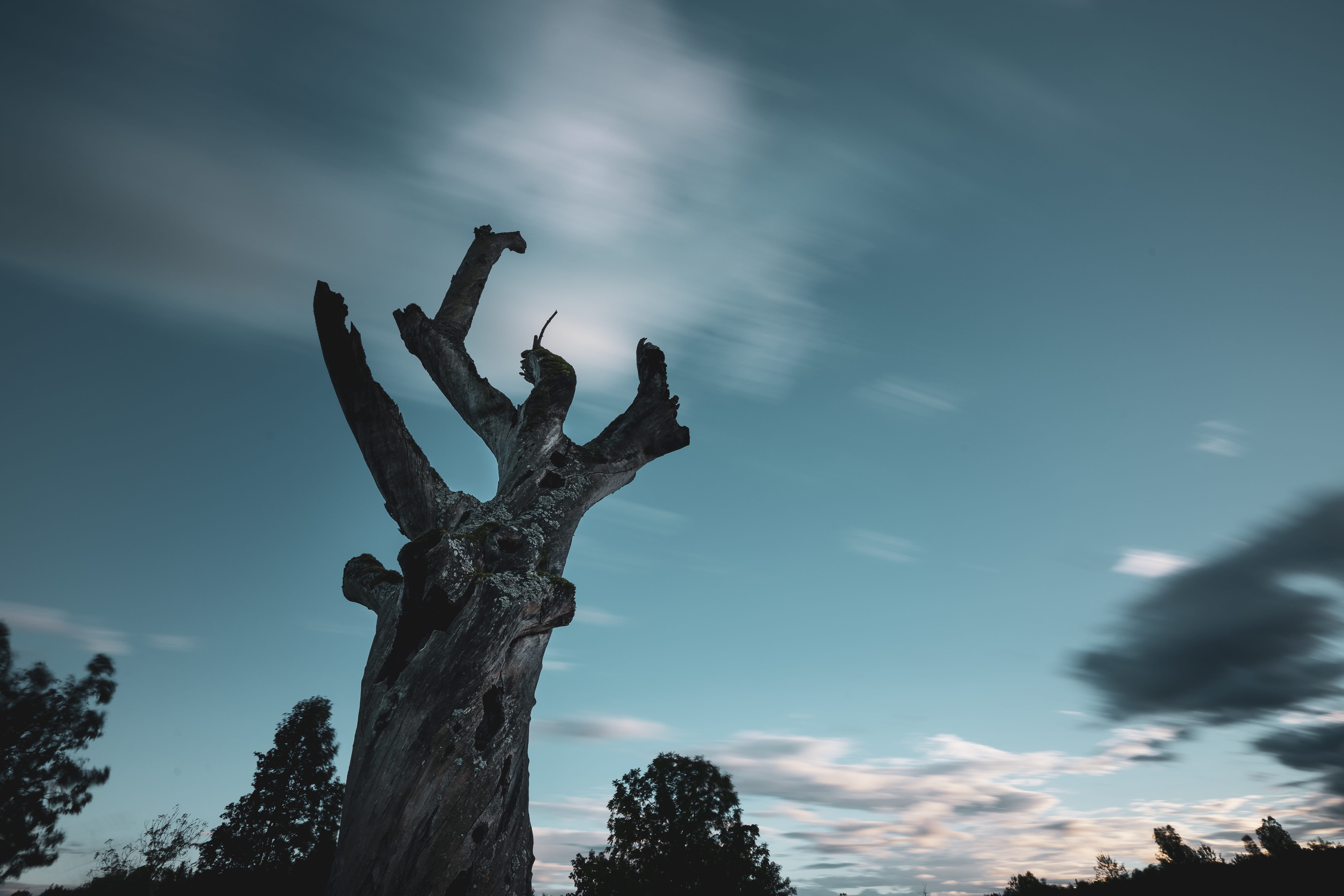 silhouette, dusk, gargoyle, tranquility, sculpture, tree trunk, low angle view, sky, trunk, tranquil scene, tree, nature, blue, oak, 5K, statue, switzerland, HD Wallpaper