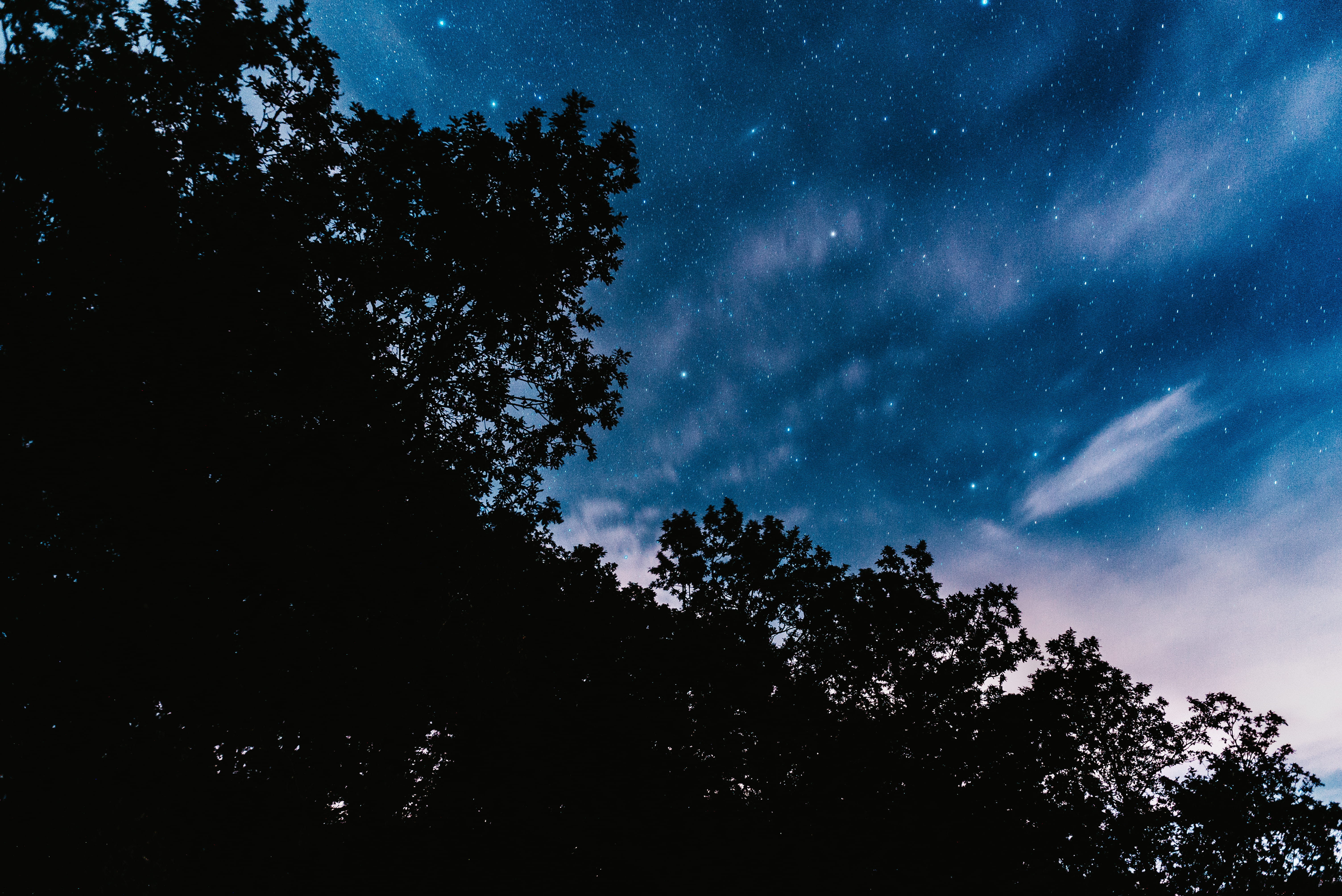 flora, space and astronomy, blue, 5K, tranquil scene, tranquility, dirt road, evening, night, star - space, pine, plant, star field, looking up, star, HD Wallpaper