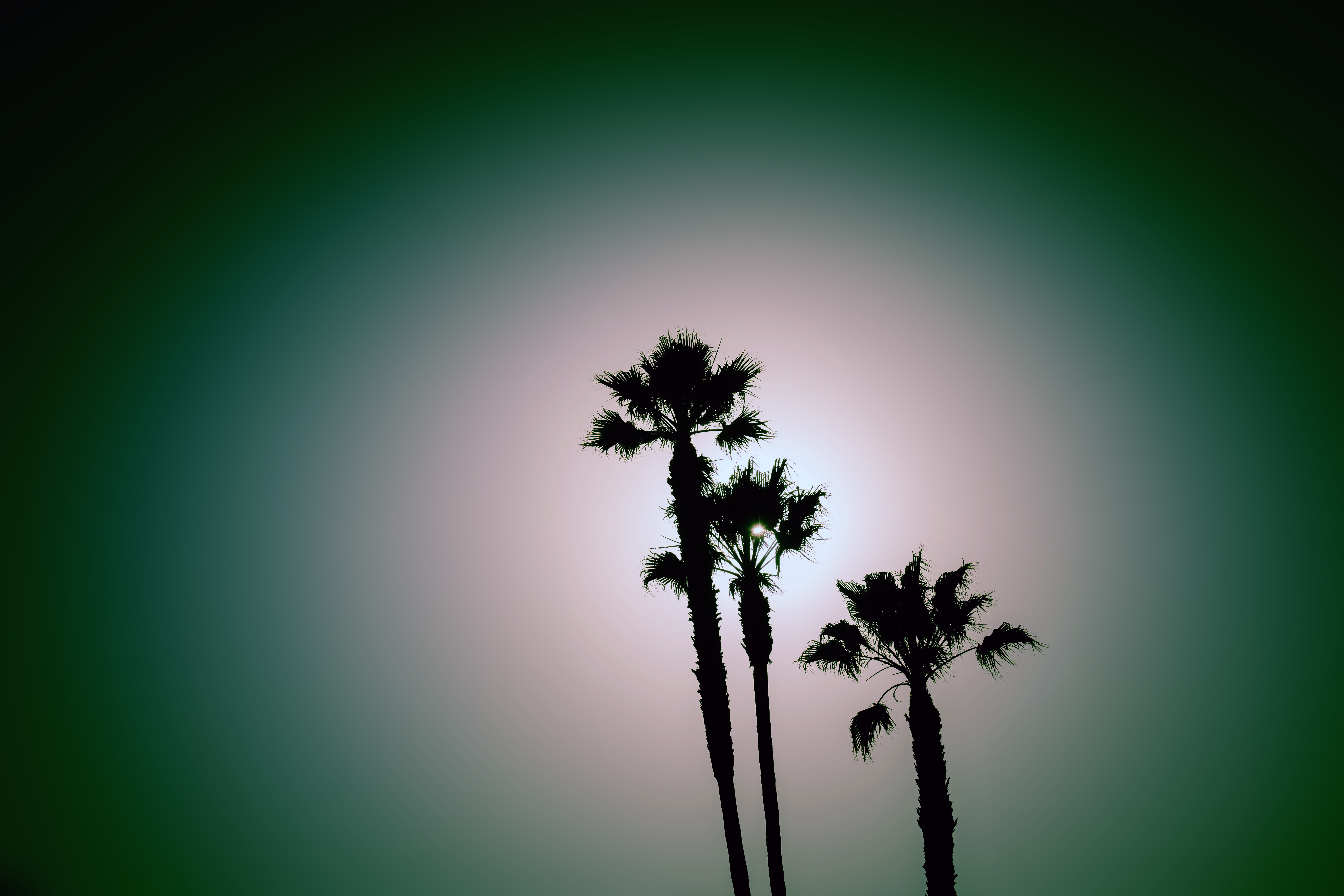 silhouette, scenics - nature, treeh, vignette, no people, tropical tree, tropical, night, arecaceae, summer, pine, tree, silhoutte, outdoors, exotic, growth, HD Wallpaper
