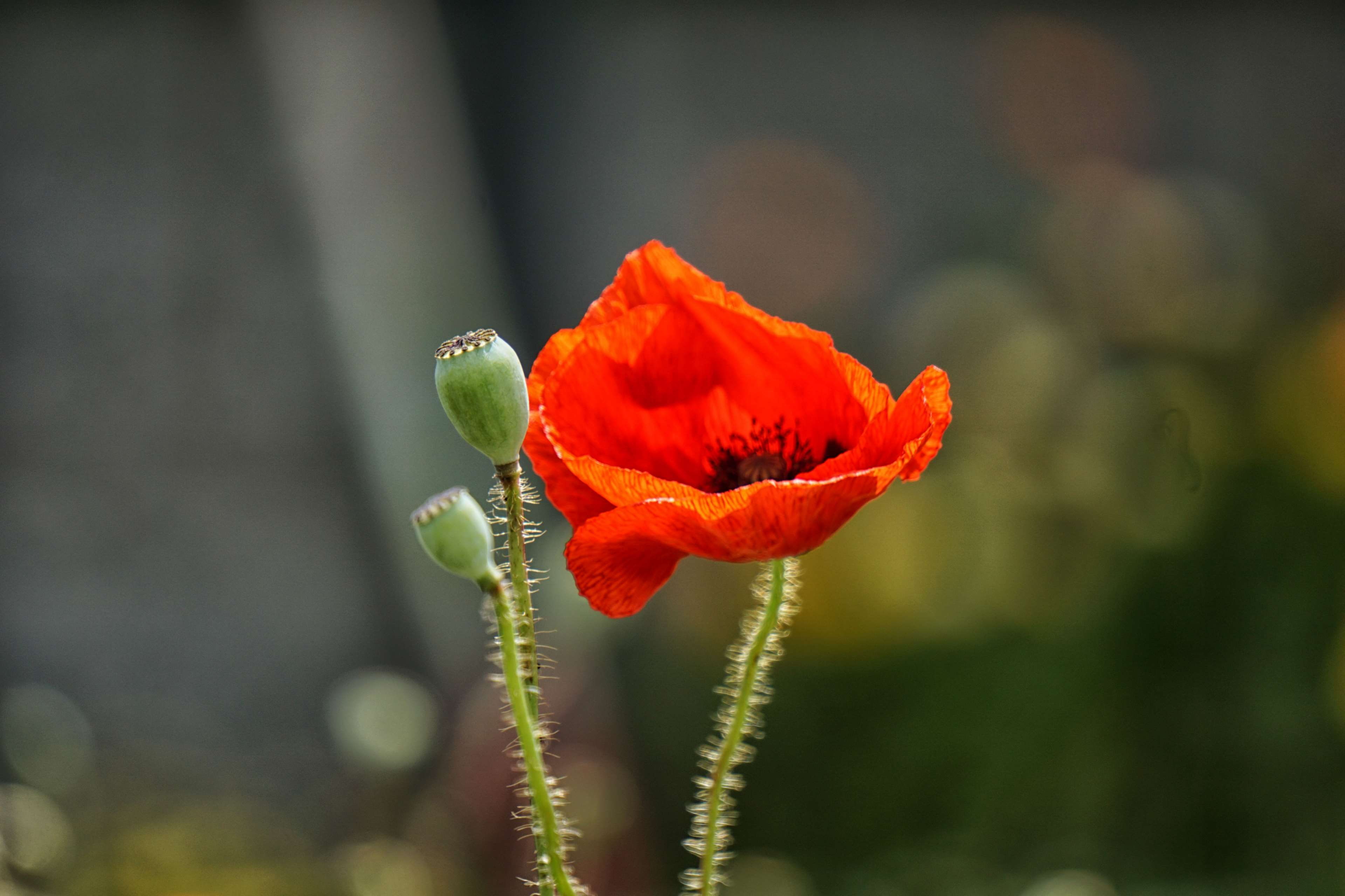 fleur sauvage, pavt, 4K, pollen, focus on foreground, fragility, outdoors, sepal, vulnerability, poppy, coquelicot, growth, beauty in nature, bud, nature, HD Wallpaper