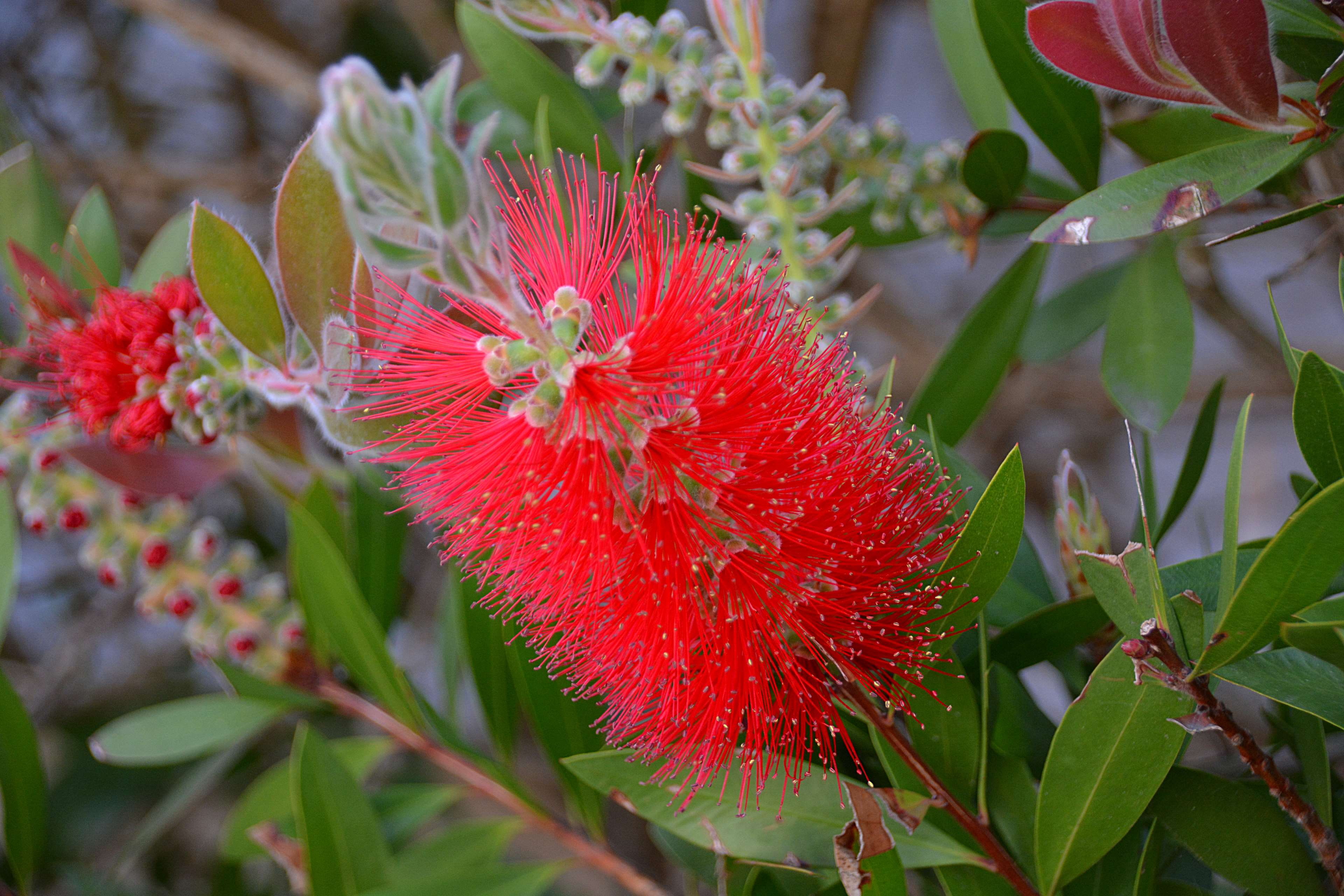callistemon, day, nature, plant part, close-up, vulnerability, outdoors, jardin, beauty in nature, growth, 4K, flowering plant, red, fleur rouge, flower, HD Wallpaper