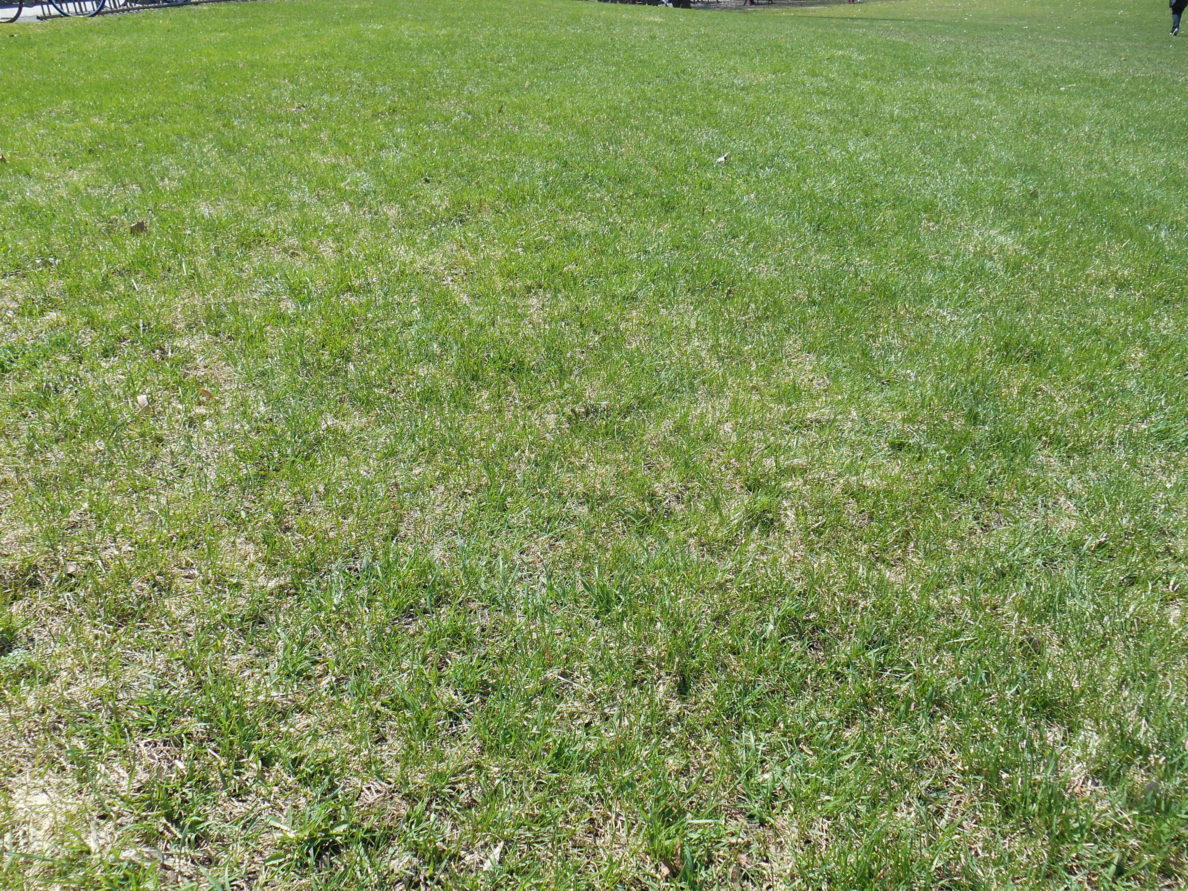 full frame, beauty in nature, land, 4K, grass area, outdoors, vert, plant, backgrounds, grass, growth, tranquility, gazon, field, high angle view, no people, HD Wallpaper