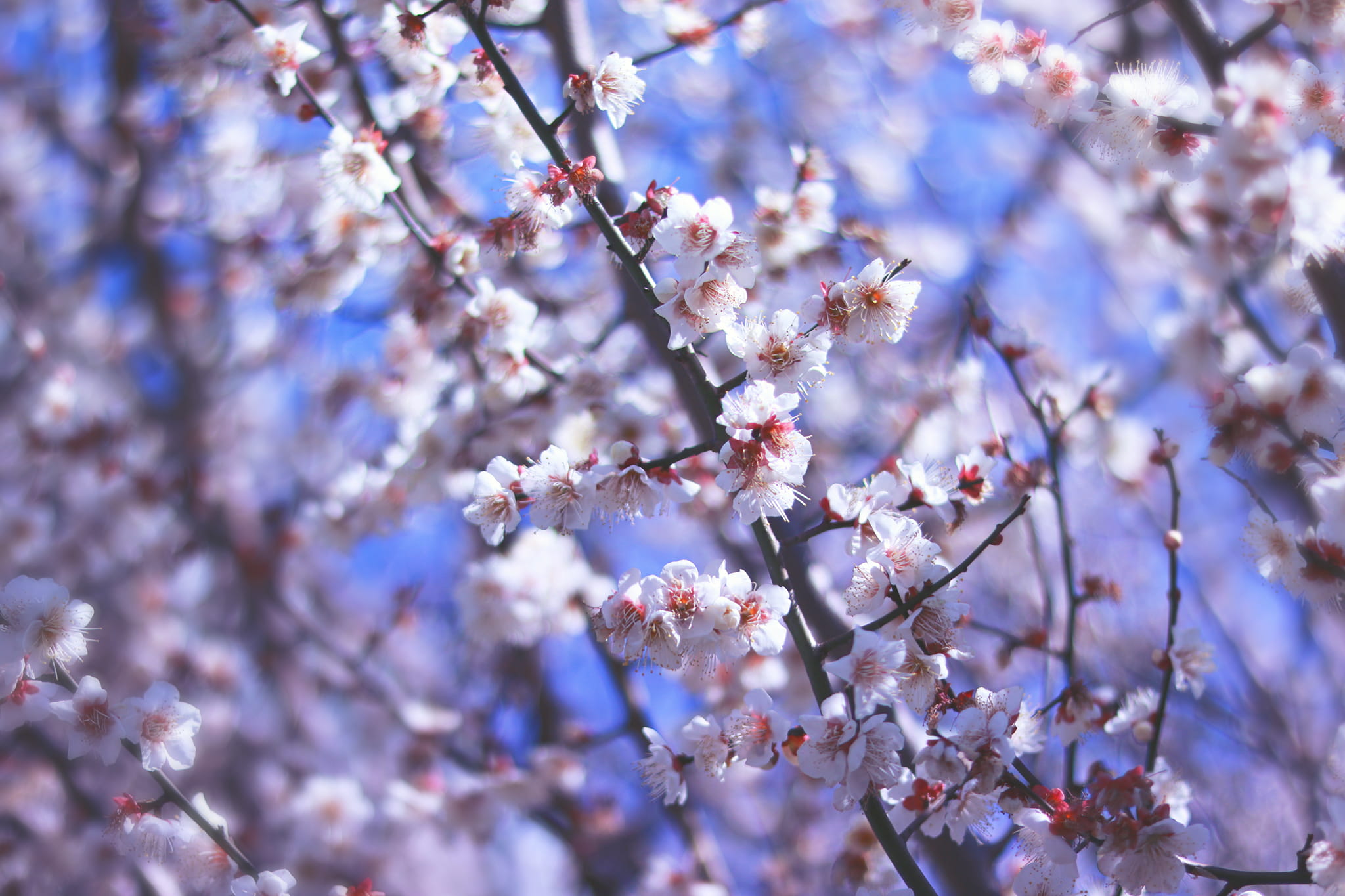 flowers, tree, beauty In Nature, flower Head, white, focus, season, daytime, 1080P, petaled, day, freshness, no people, springtime, fragility, selective focus, HD Wallpaper