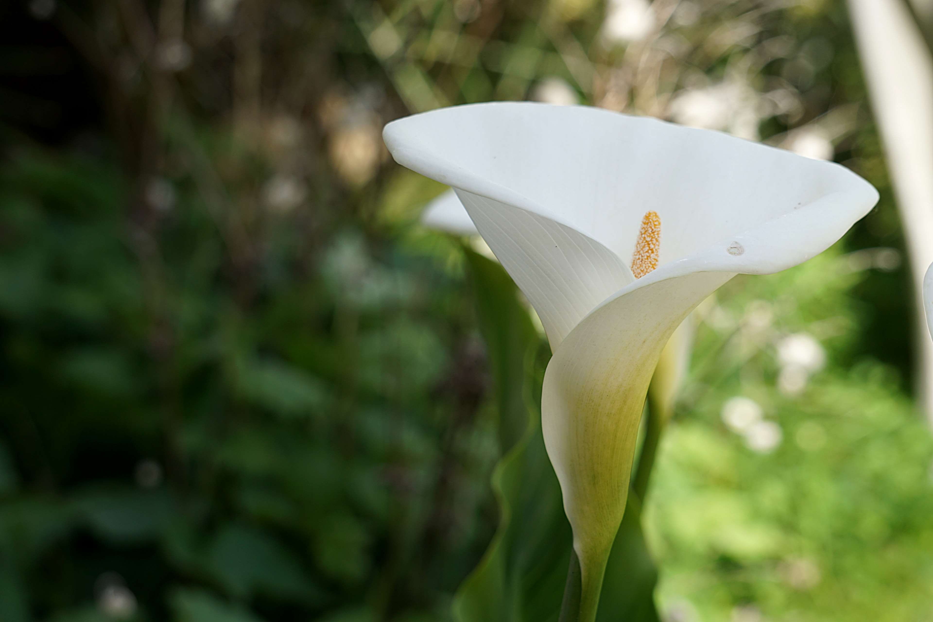 pollen, flower, white color, vulnerability, plant, nature, flower head, petal, beauty in nature, focus on foreground, day, 4K, floraison, fragility, freshness, HD Wallpaper