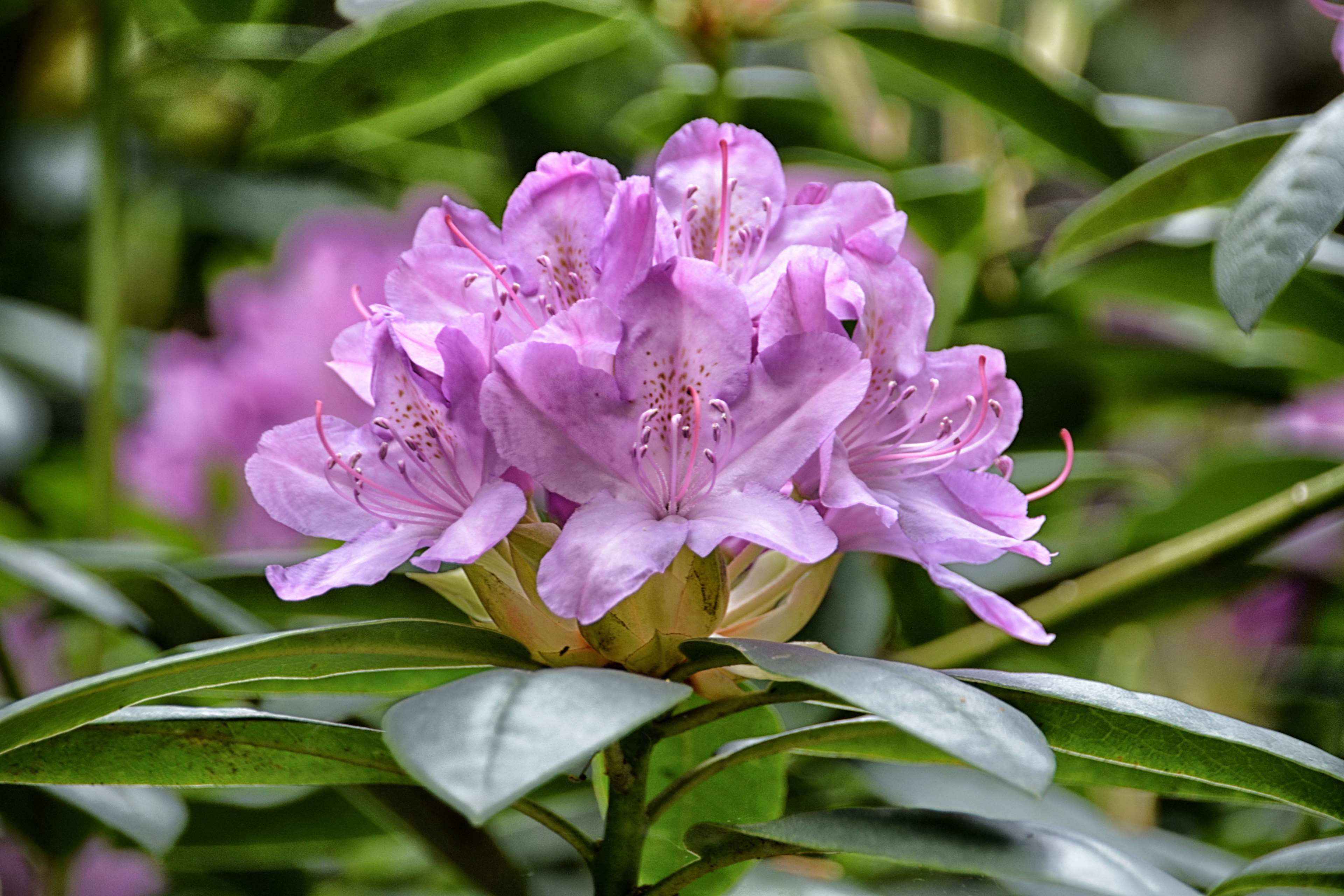 botany, growth, no people, vulnerability, nature, floraison, inflorescence, beauty in nature, softness, plant, fragility, flore, outdoors, flowering plant, HD Wallpaper