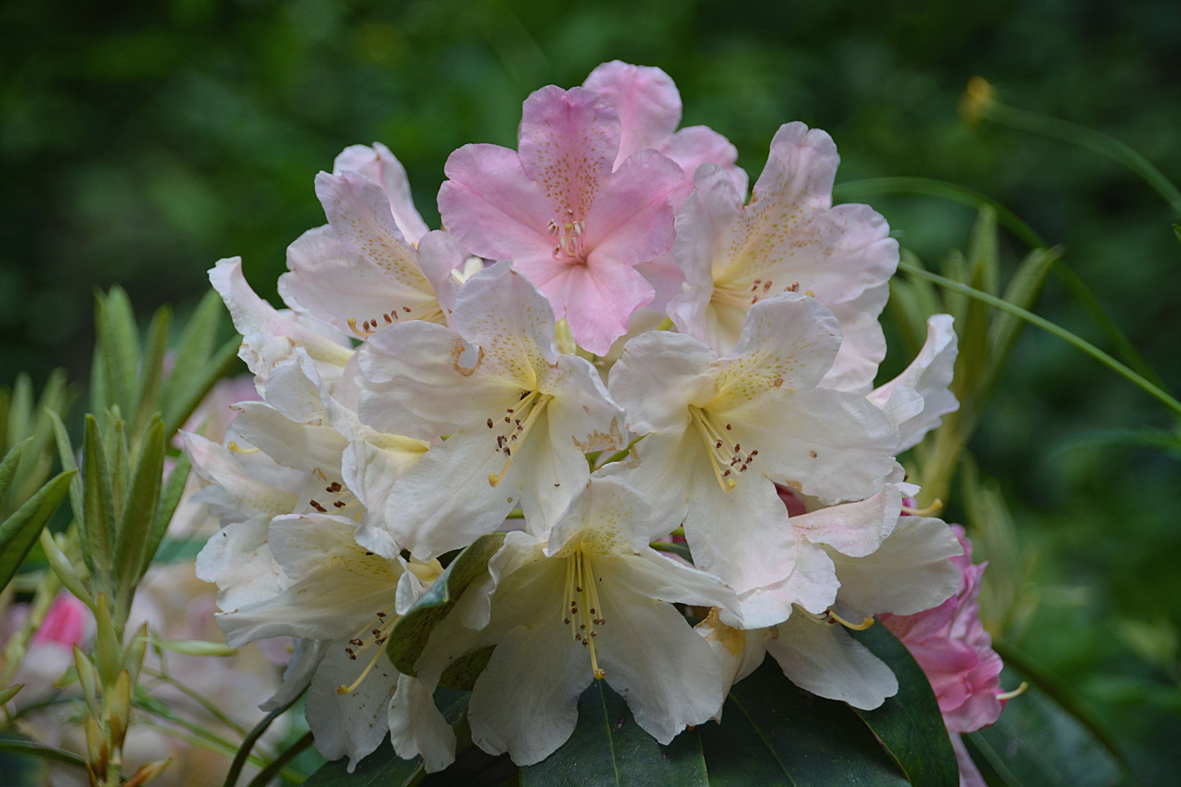 inflorescence, blossom, pollen, petal, day, rhododendron, no people, vgtal, white color, flowering plant, focus on foreground, flower, beauty in nature, HD Wallpaper