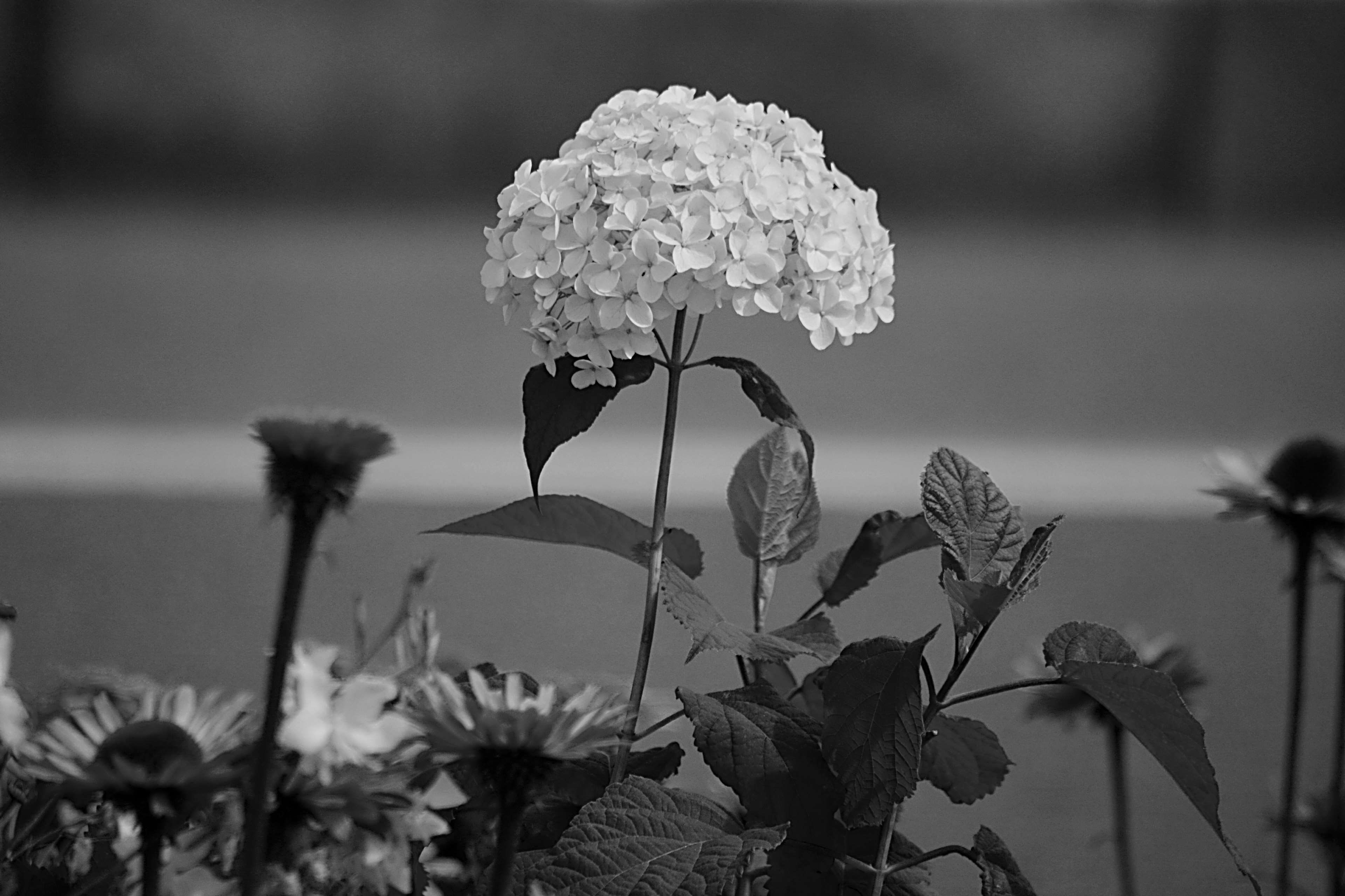 freshness, flowering plant, plant stem, 4K, noir et blanc, flower head, vulnerability, hortensia, botanique, close-up, outdoors, botany, fleur, inflorescence, HD Wallpaper