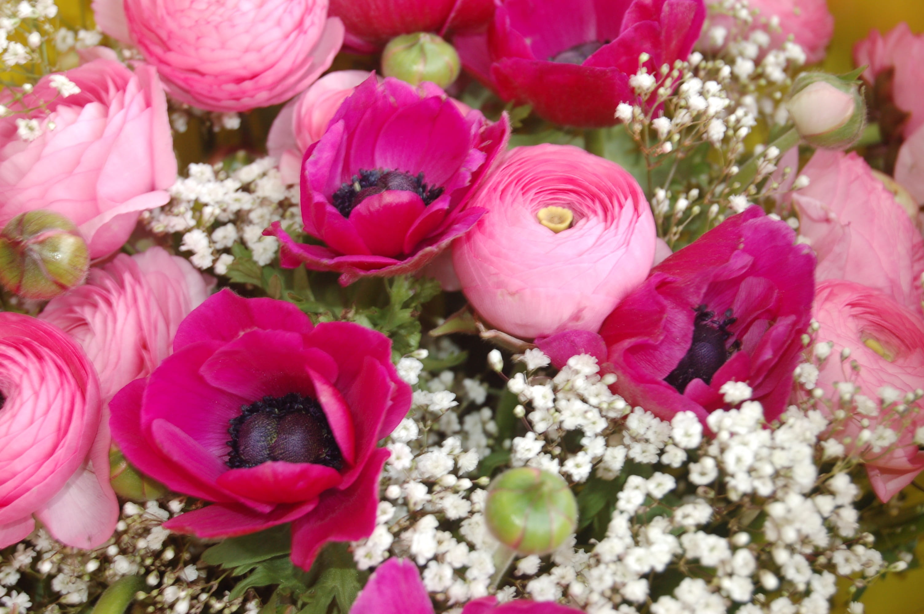 flower, beauty in nature, inflorescence, pink color, plant, variation, close-up, no people, freshness, nature, petal, vulnerability, rose - flower, flower arrangement, HD Wallpaper