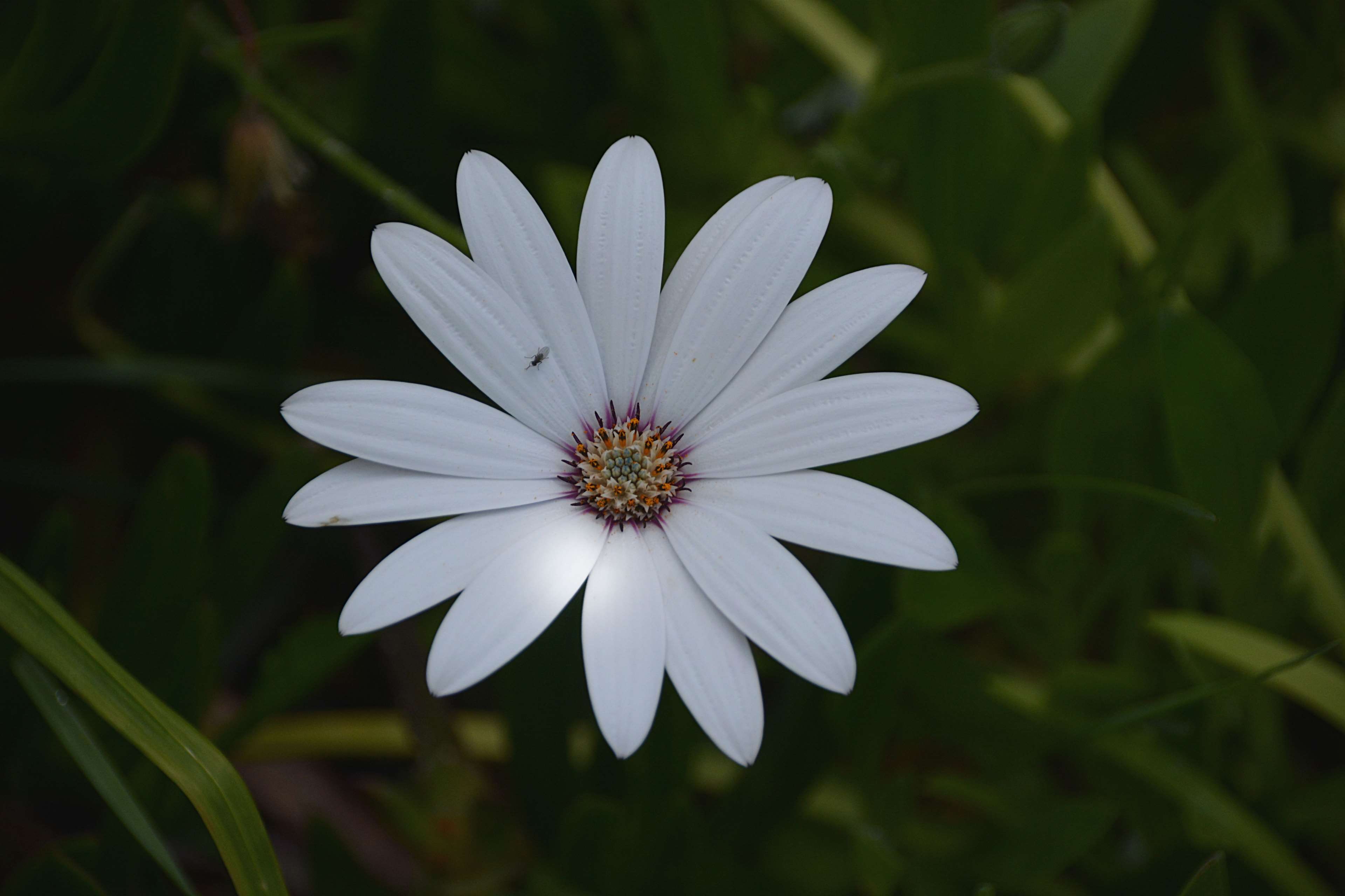 beauty in nature, nature, inflorescence, white color, ptales, close-up, purple, no people, outdoors, flore, petal, flowering plant, marguerite, focus on foreground, HD Wallpaper