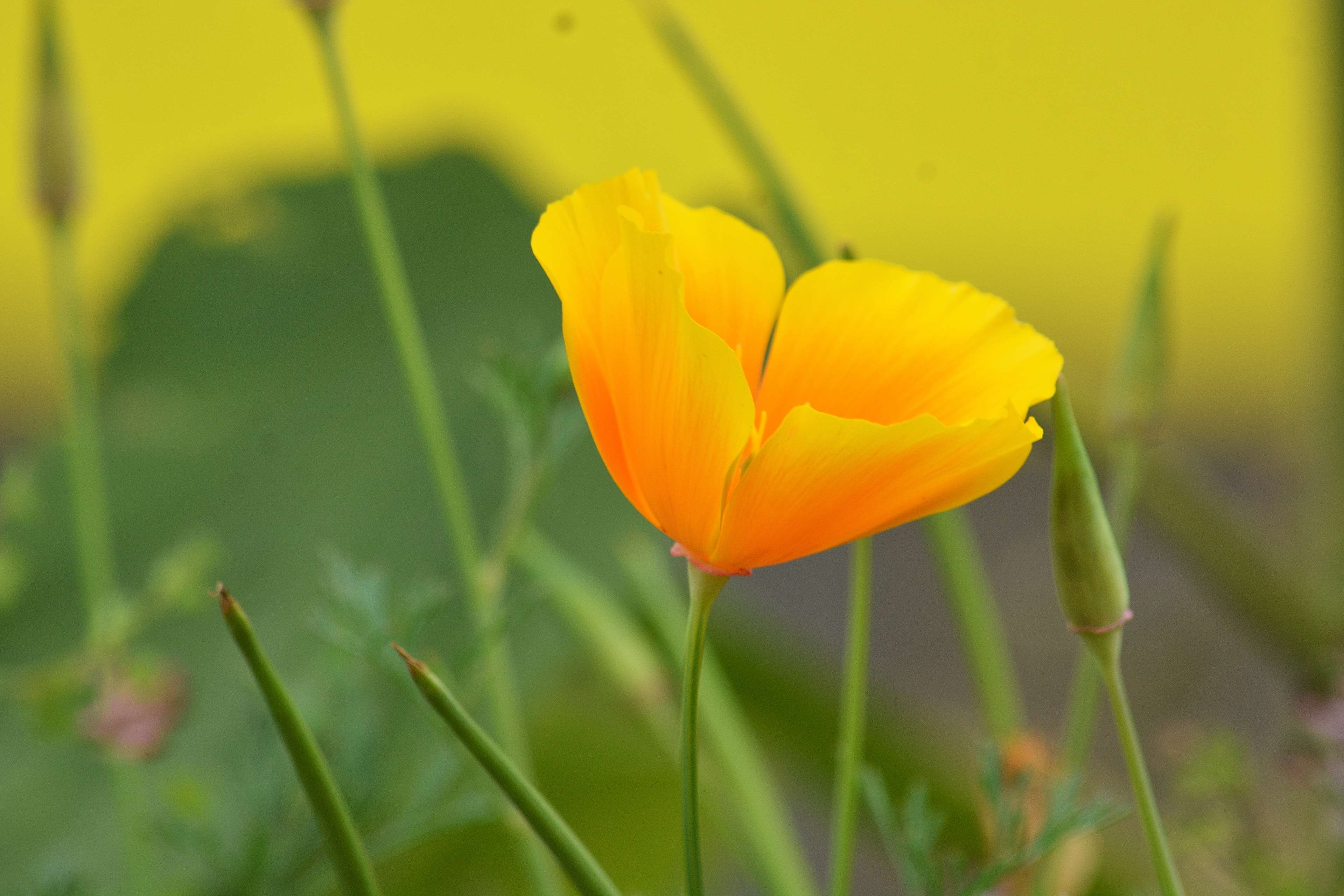fleur, day, flowerbed, inflorescence, growth, fragility, freshness, ptales, nature, no people, plant stem, selective focus, vulnerability, close-up, flower head, HD Wallpaper