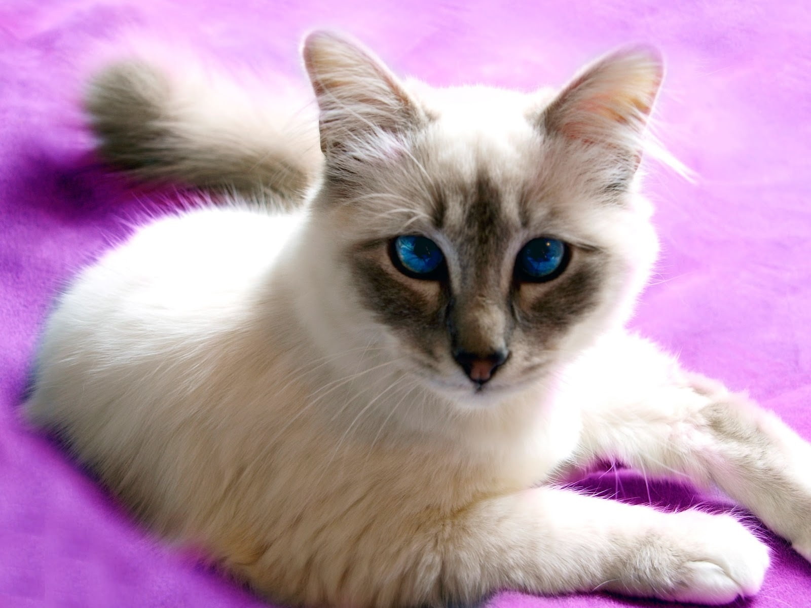 720P, blue, eyes, cat, birman, birman cat, lovable, purple, HD Wallpaper