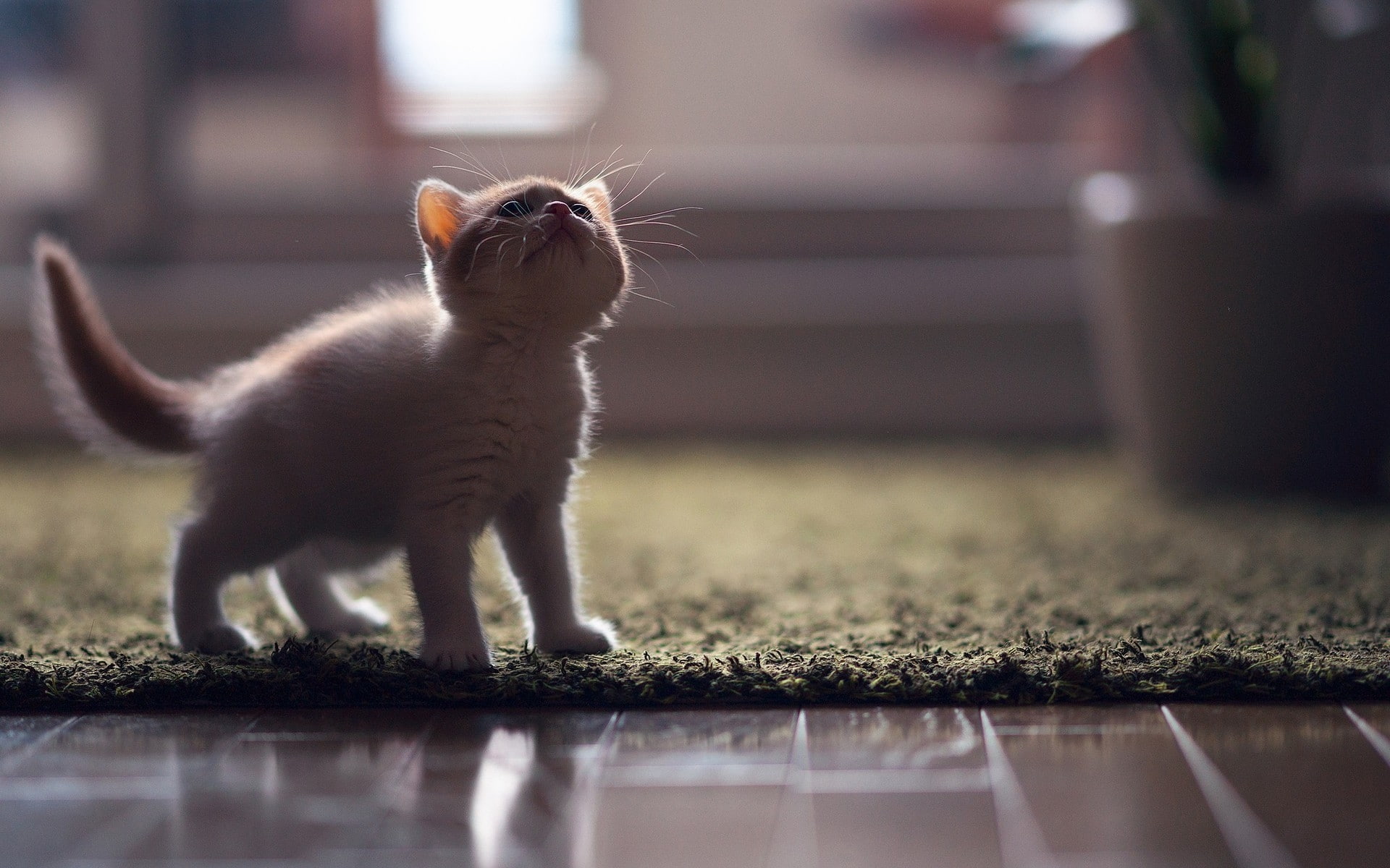 angora, lovable, little, small, turkish angora cat, kitten, 1080P, turkish, HD Wallpaper