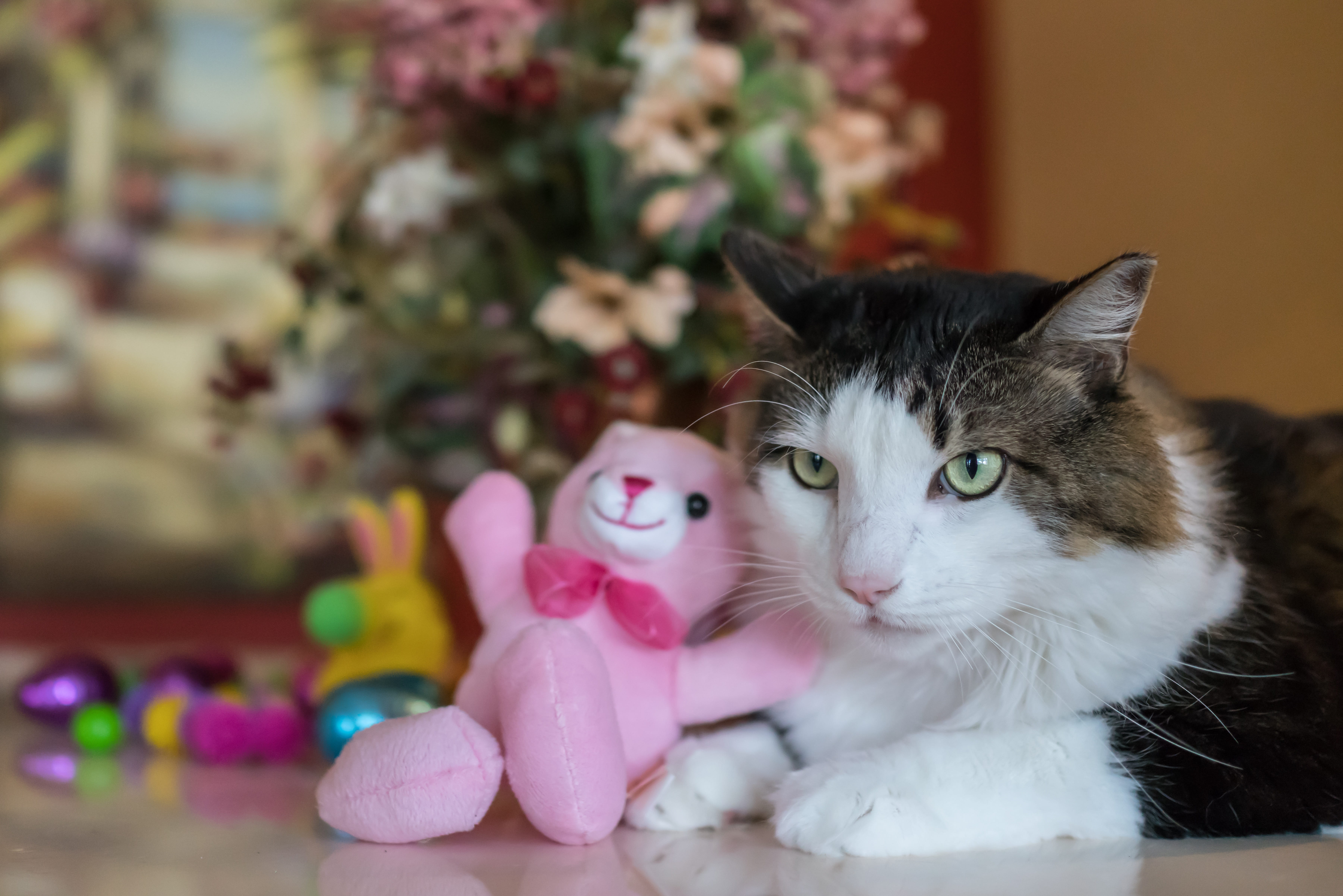 one animal, animal, pets, multi colored, downy, looking, pet, no people, cat, domestic animals, vertebrate, domestic, animal themes, furry, 5K, green eyes, HD Wallpaper