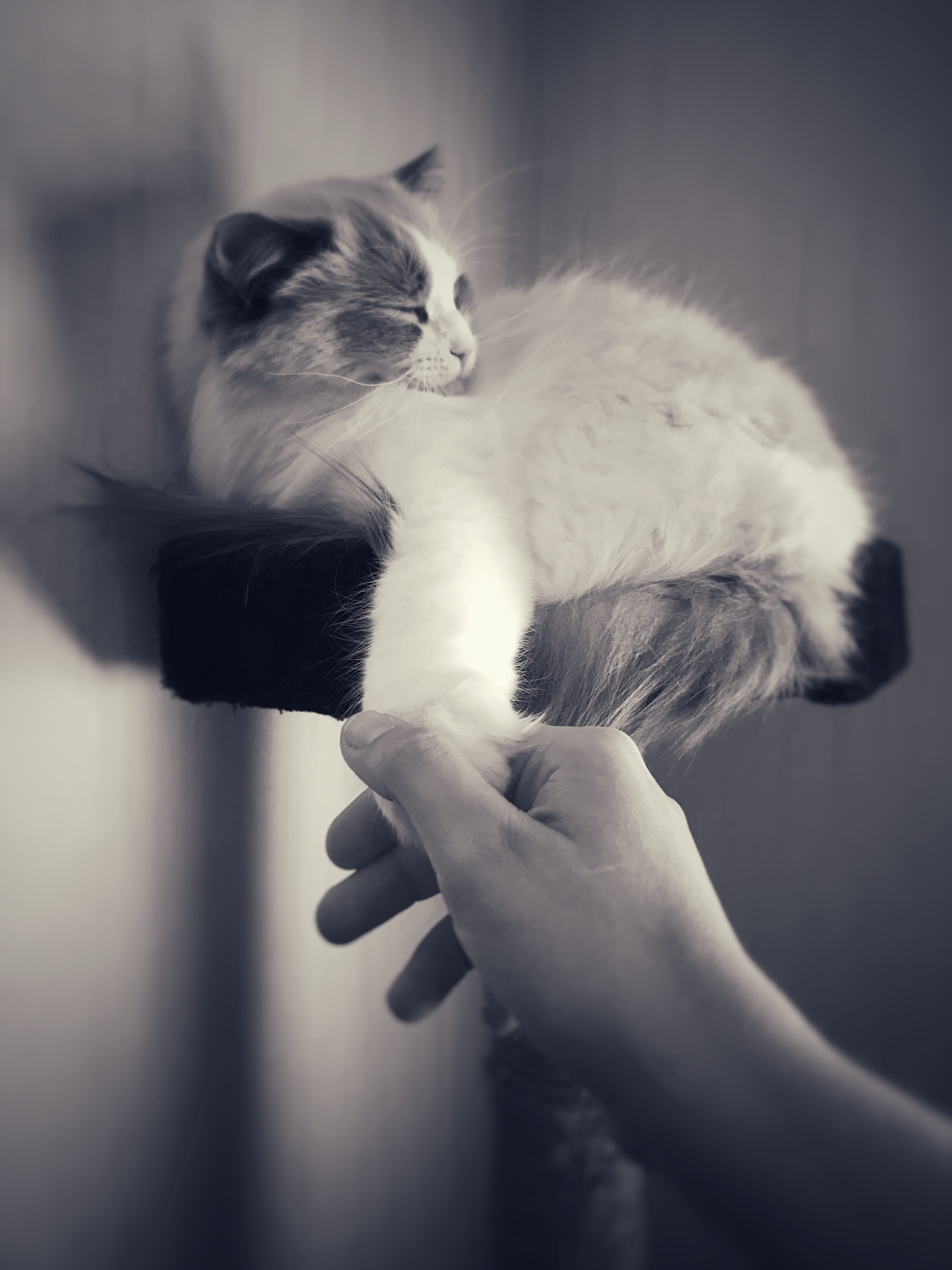 domestic animals, mammal, soft, fur, real people, hand, lovable, domestic, pet, whisker, domestic cat, tabby, purebred, vertebrate, one animal, kitty, human hand, Phone HD Wallpaper