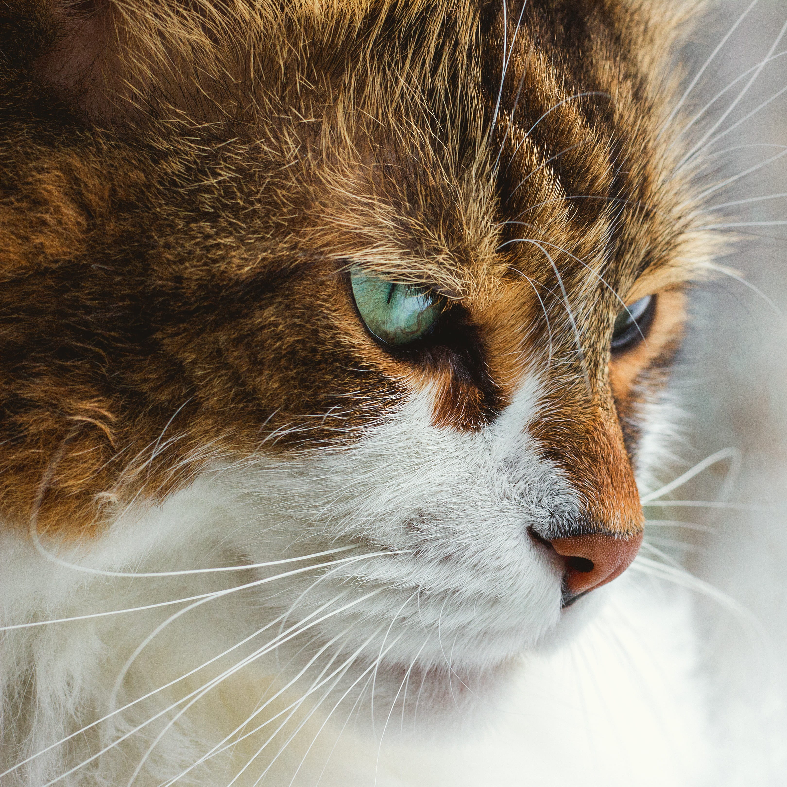 vertebrate, feline, snout, animal body part, cute, little, looking away, domestic, domestic cat, portrait, looking, hair, happy, dog, fur, fluffy, no people, Phone HD Wallpaper
