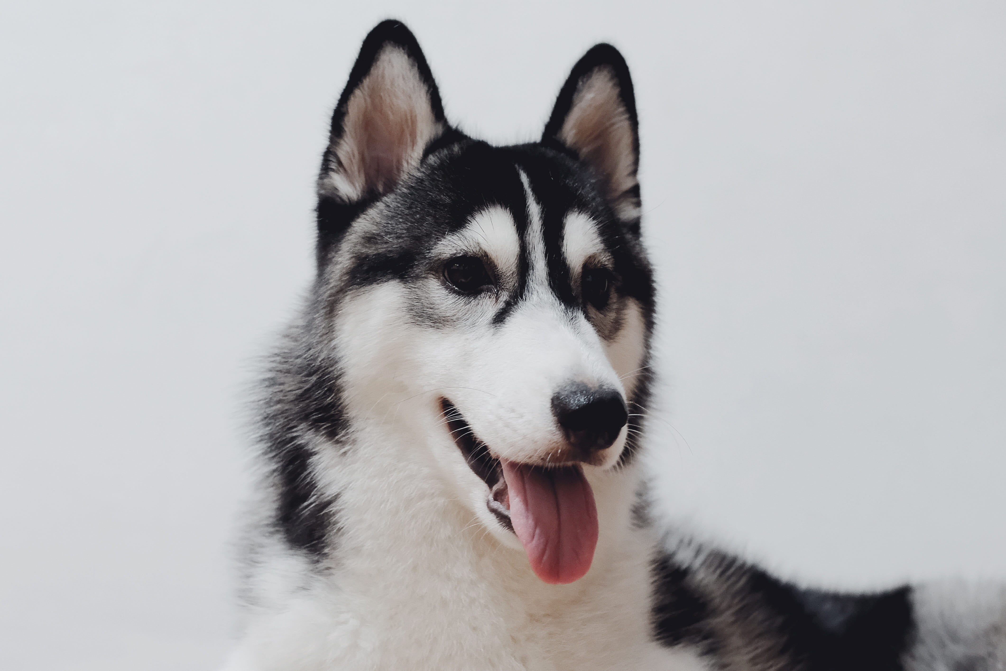 domestic animals, close-up, playful, husky, fur, alaskan, pets, looking away, mouth open, canine, friend, animal themes, mammal, no people, wolf, animal head, HD Wallpaper